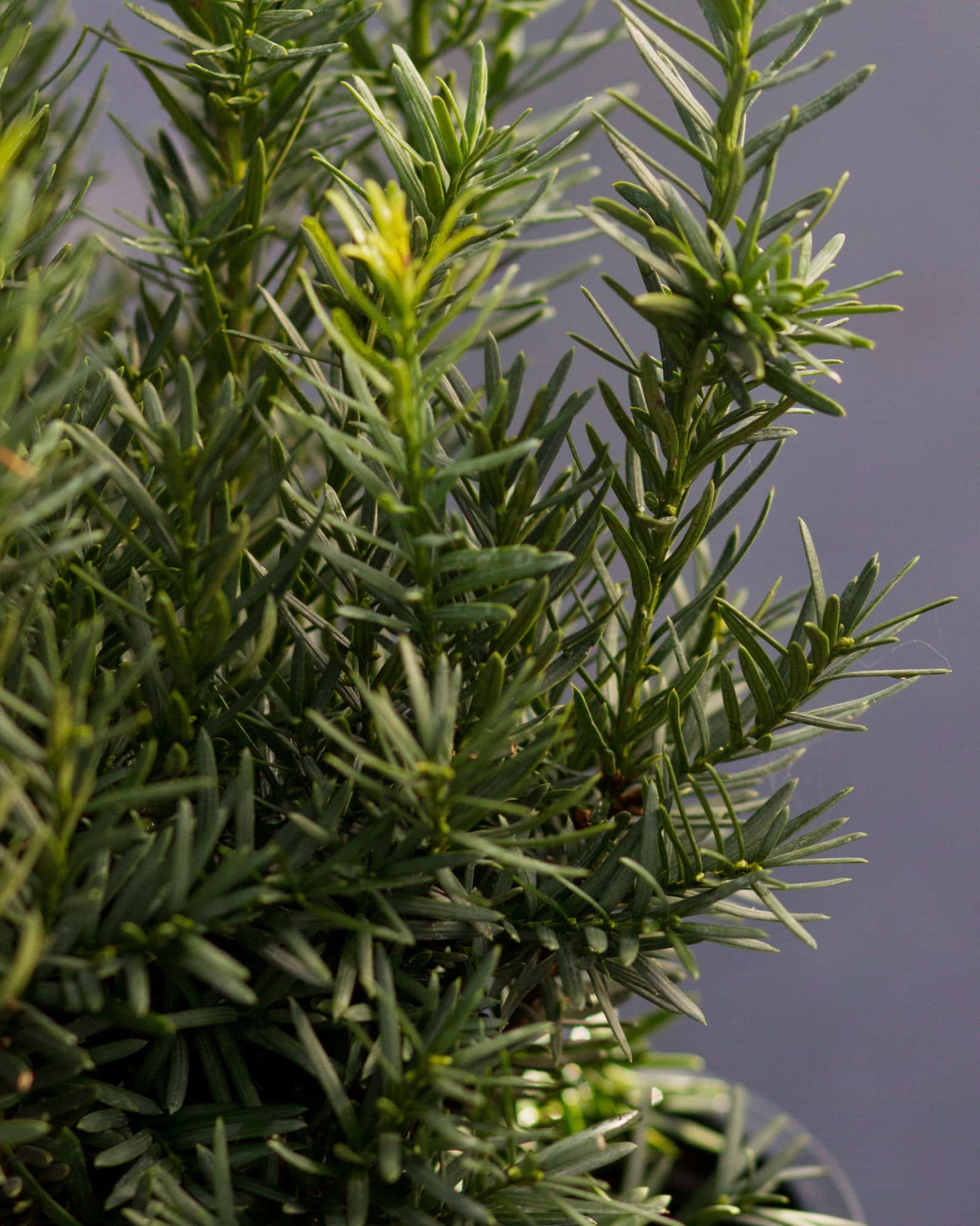 Densiformis Yew - Image 4