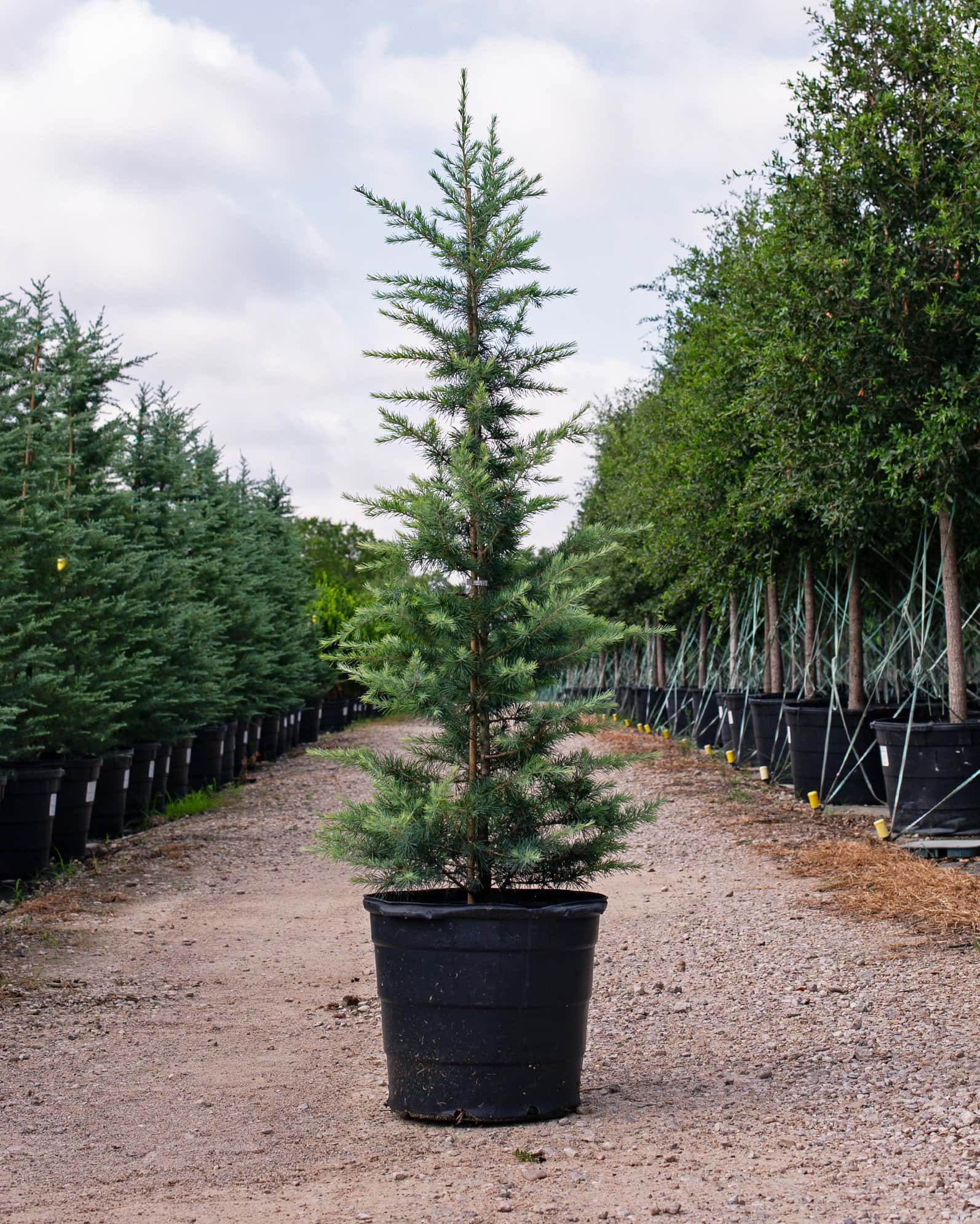 Deodar Cedar Patti Faye - Main Image