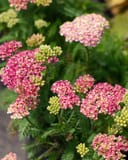 Desert Eve Deep Rose Yarrow thumbnail 1