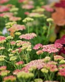 Desert Eve Deep Rose Yarrow thumbnail 2