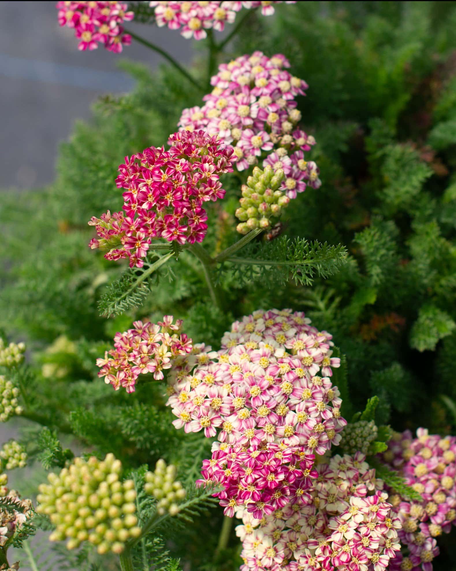 Desert Eve Deep Rose Yarrow - Image 2