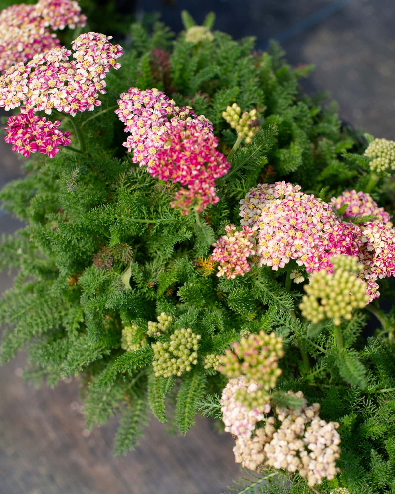 Desert Eve Deep Rose Yarrow - Image 3