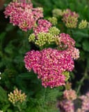 Desert Eve Deep Rose Yarrow thumbnail 5