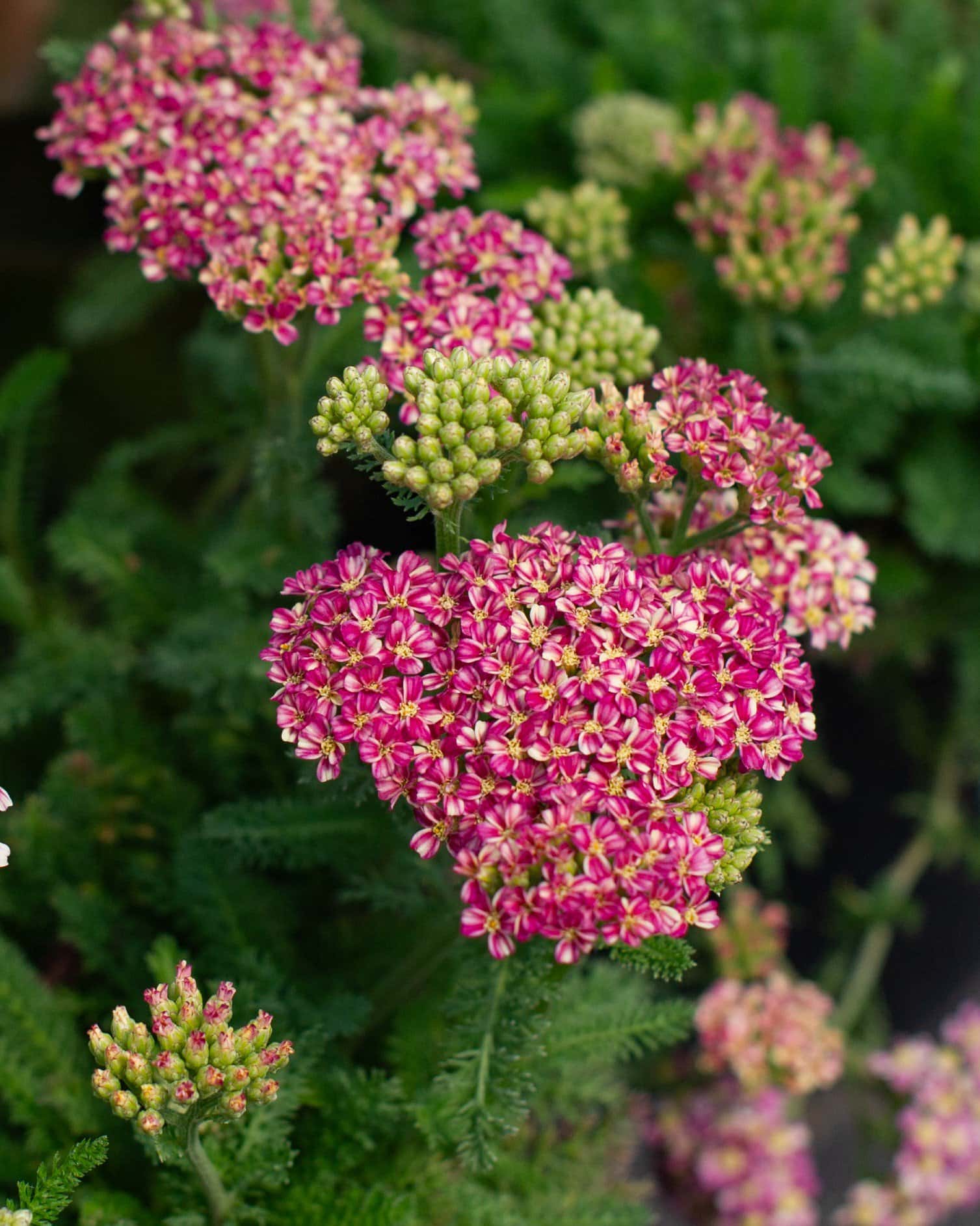 Desert Eve Deep Rose Yarrow - Image 4