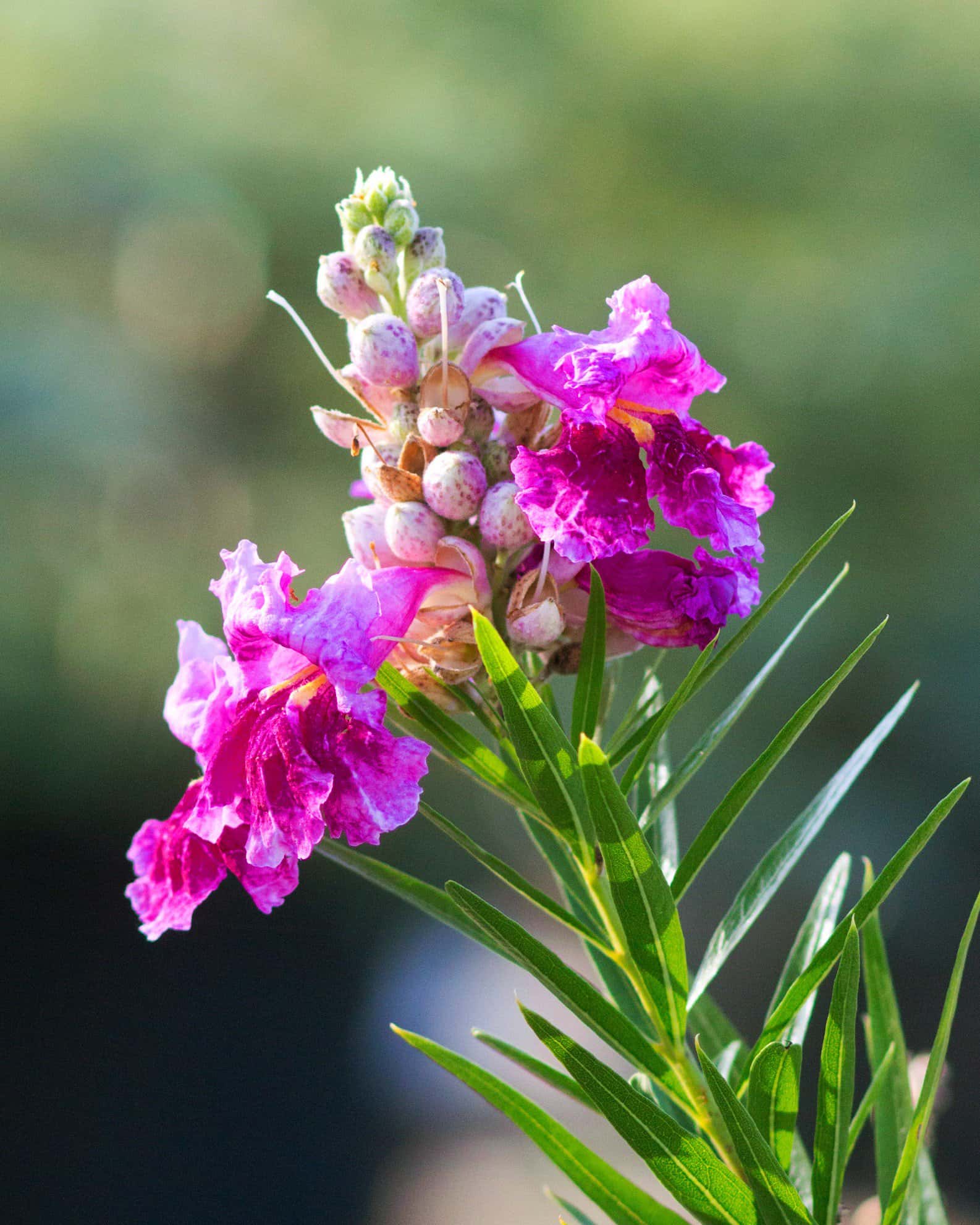 Desert Willow Bubba - Main Image