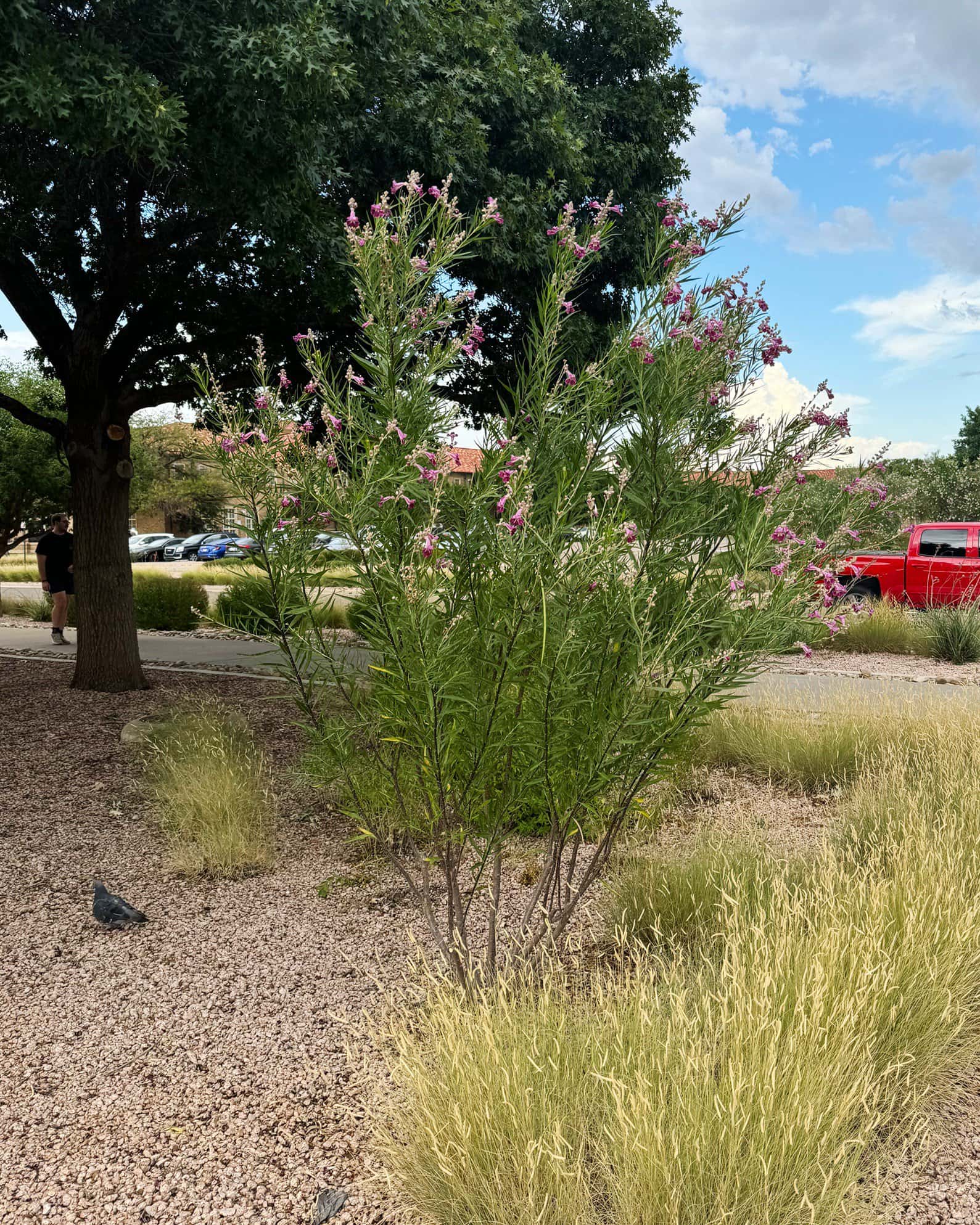 Desert Willow Bubba - Image 2