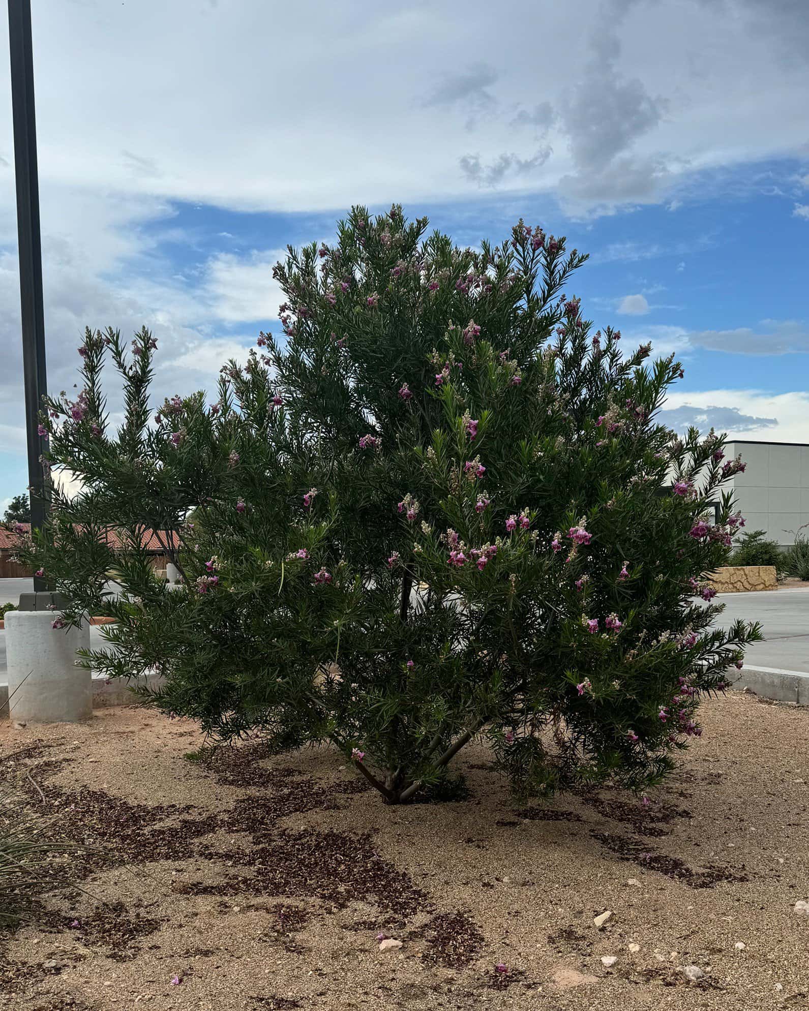 Desert Willow Bubba - Image 3