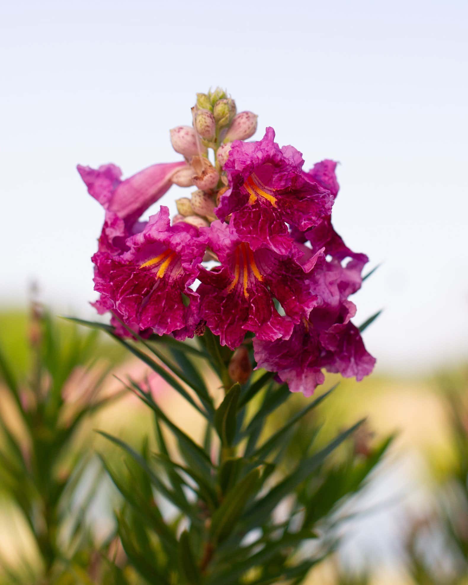 Desert Willow Bubba - Image 4