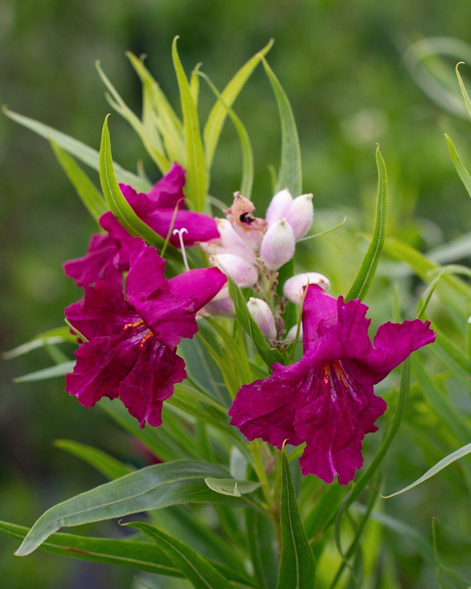 Sweet Bubba Desert Willow
