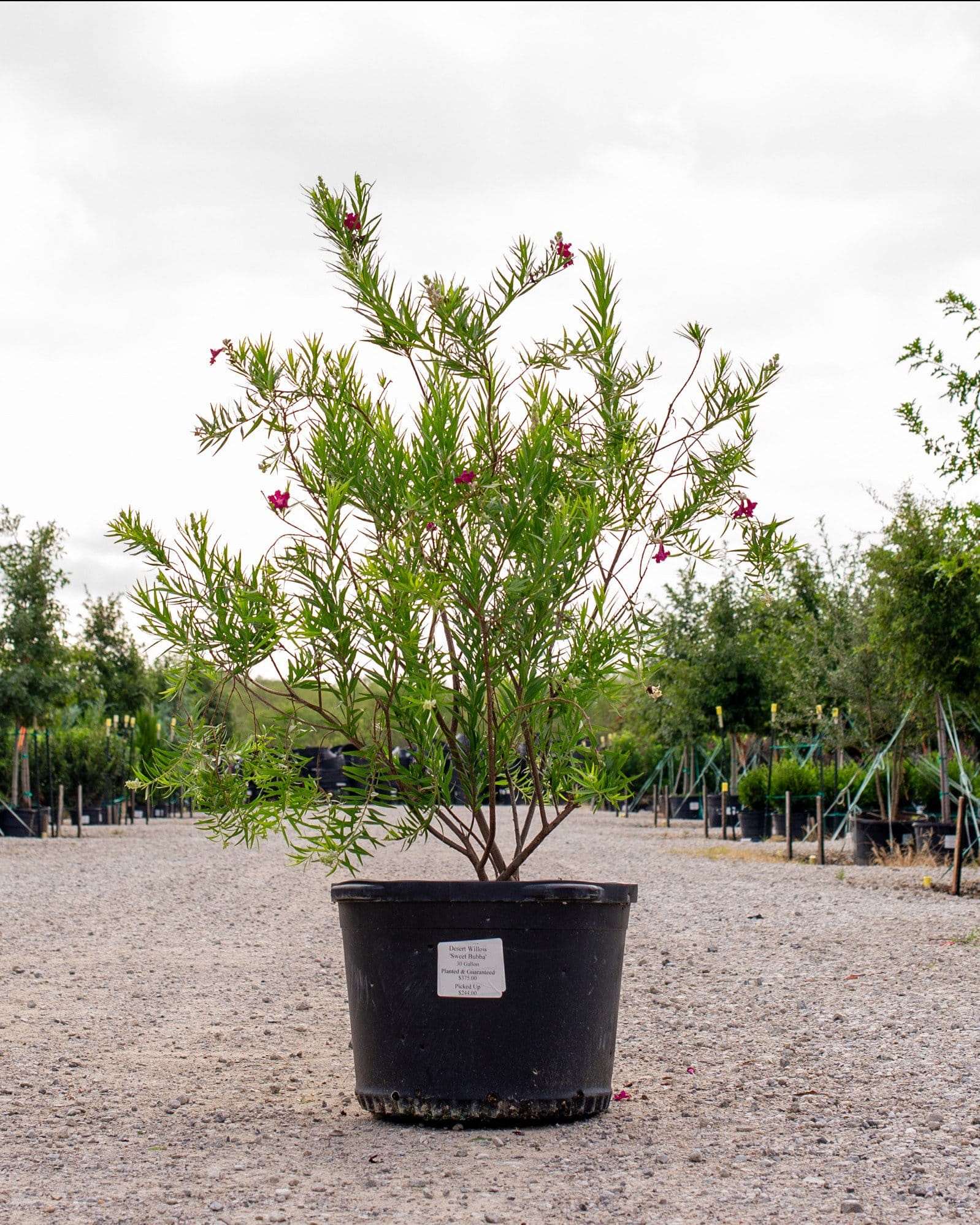 Sweet Bubba Desert Willow - view 2