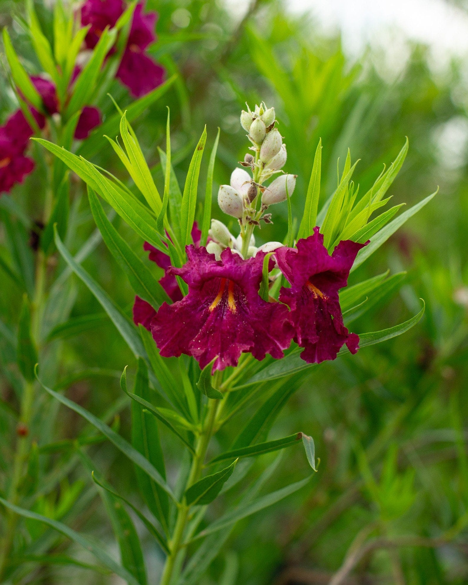 Sweet Bubba Desert Willow - view 3