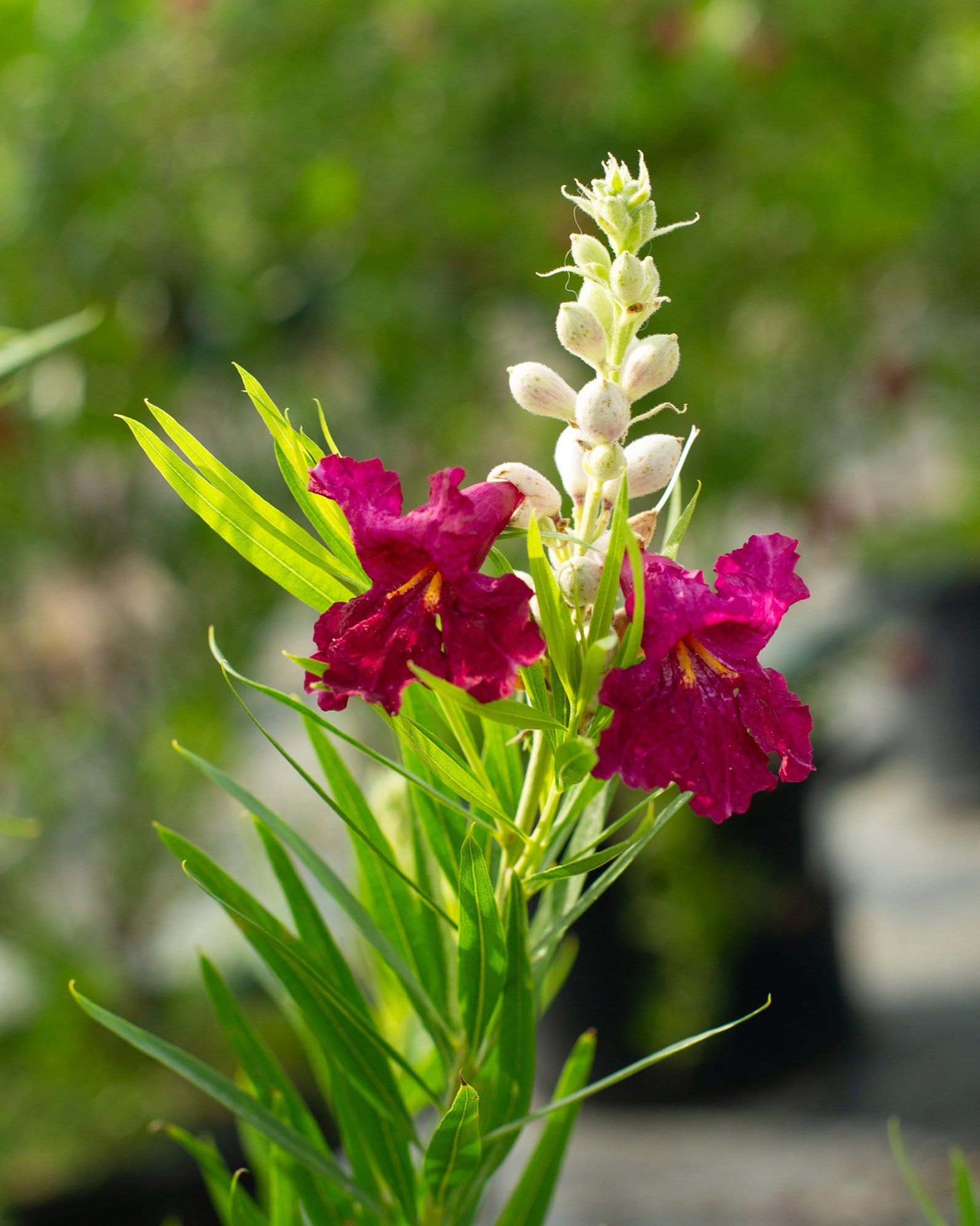 Sweet Bubba Desert Willow - view 4