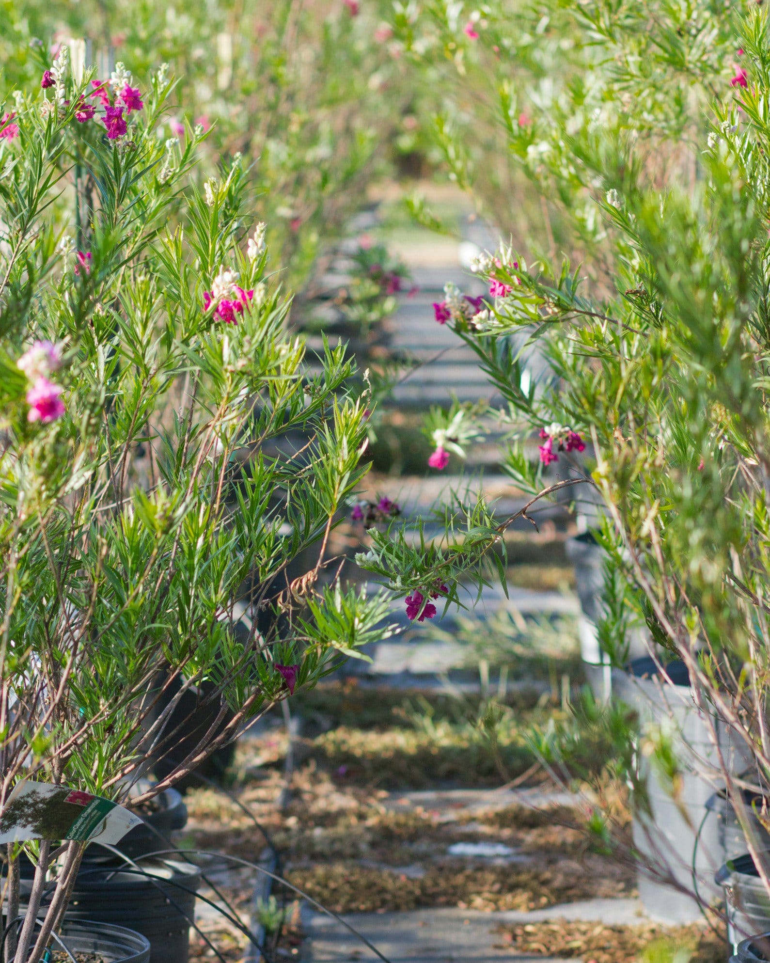 Sweet Bubba Desert Willow - view 5