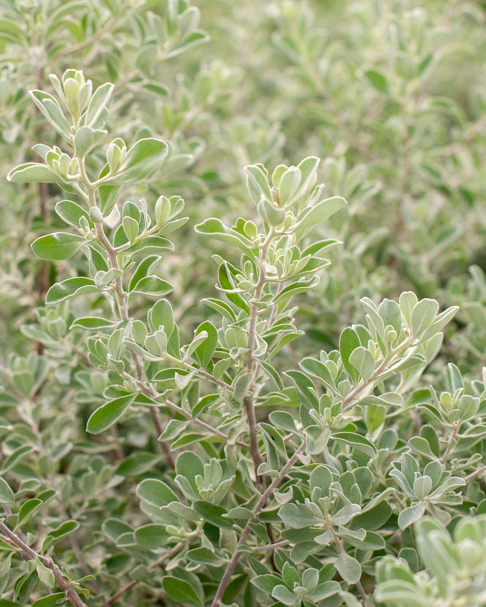 Desperado Texas Sage - Image 1