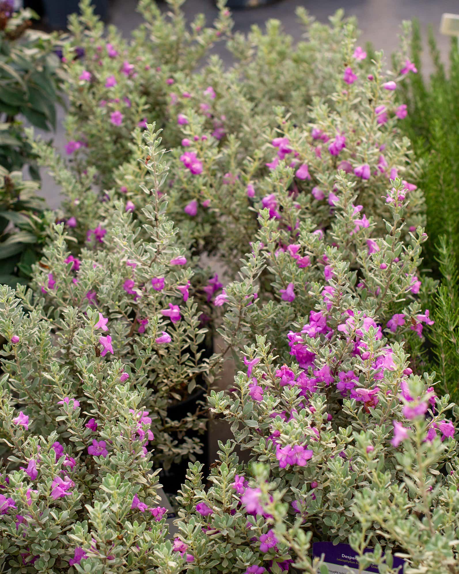 Desperado Texas Sage - Image 2