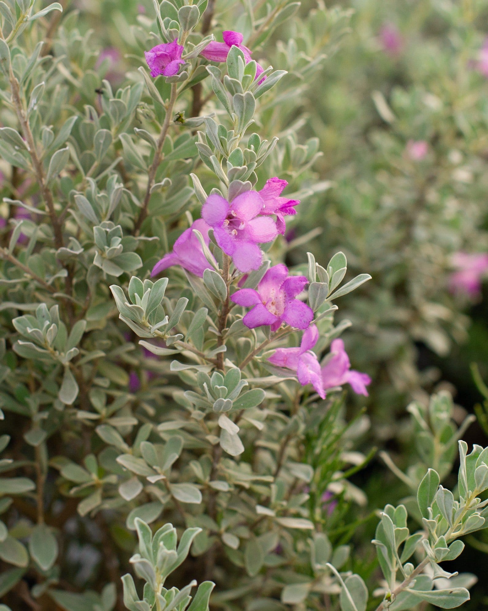 Desperado Texas Sage - view 2