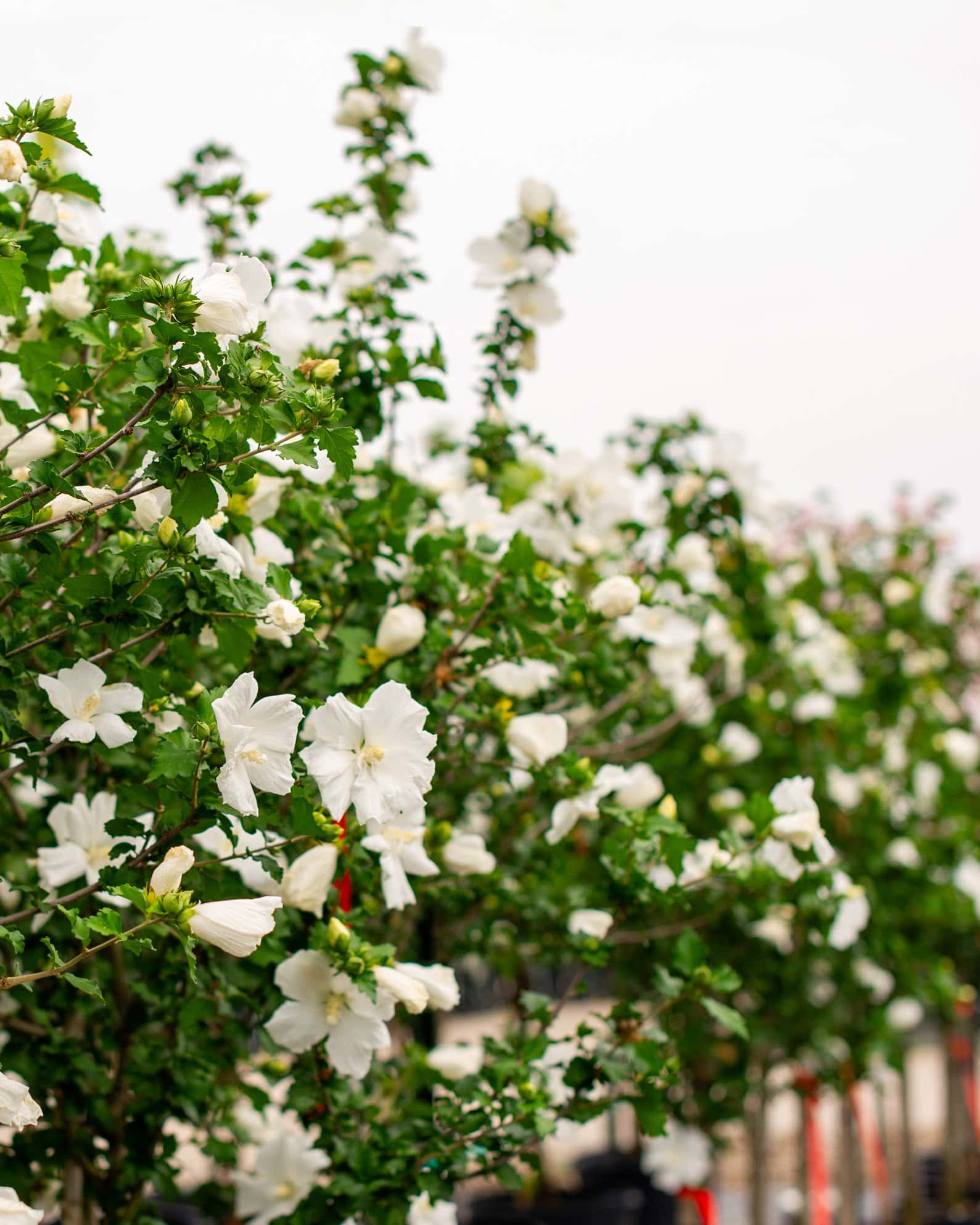 Diana Althea Tree Form - Image 2
