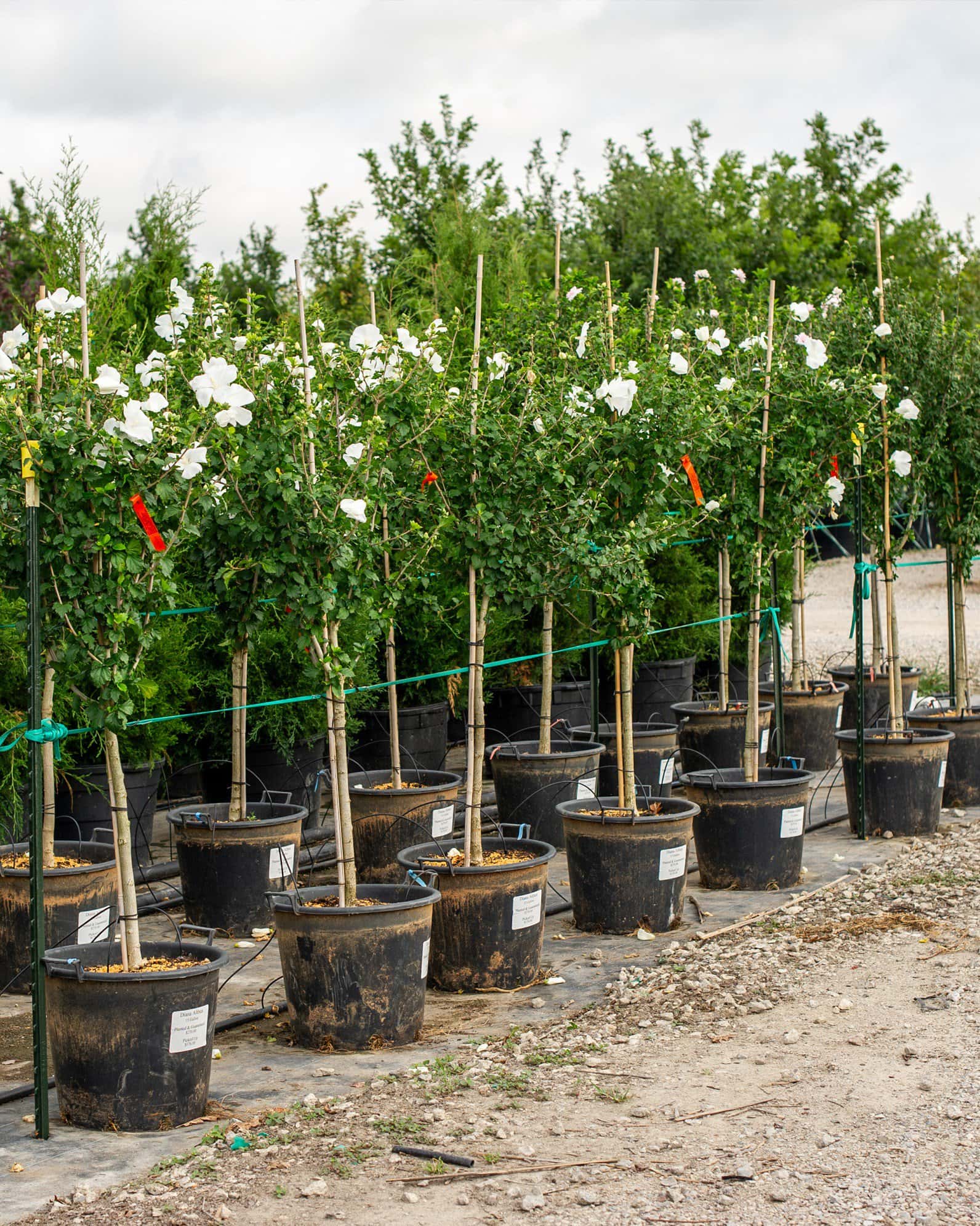 Diana Althea Tree Form - Image 3