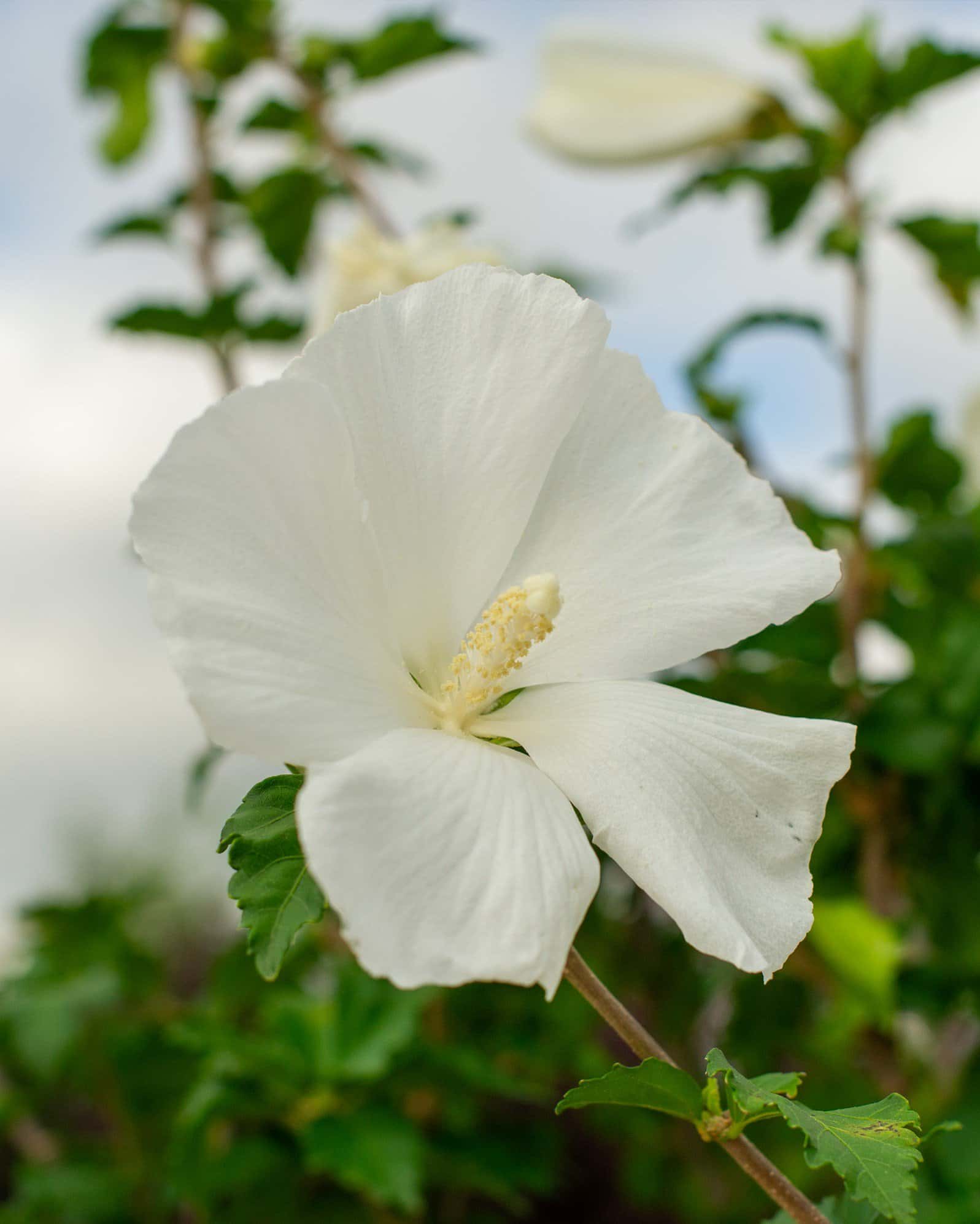 Diana Althea Tree Form - Image 4
