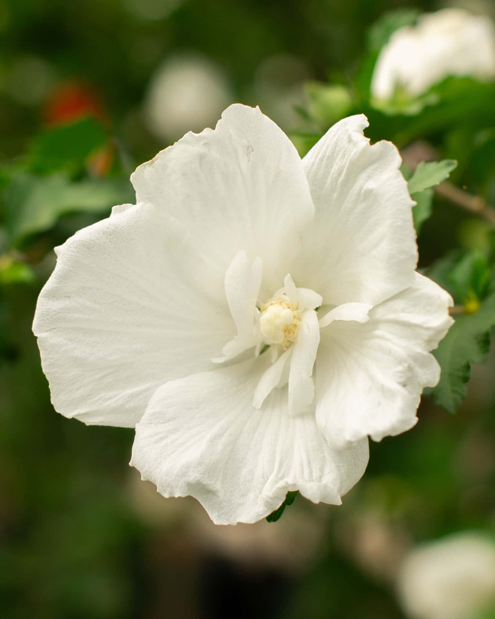 Diana Althea Tree Form - Image 5