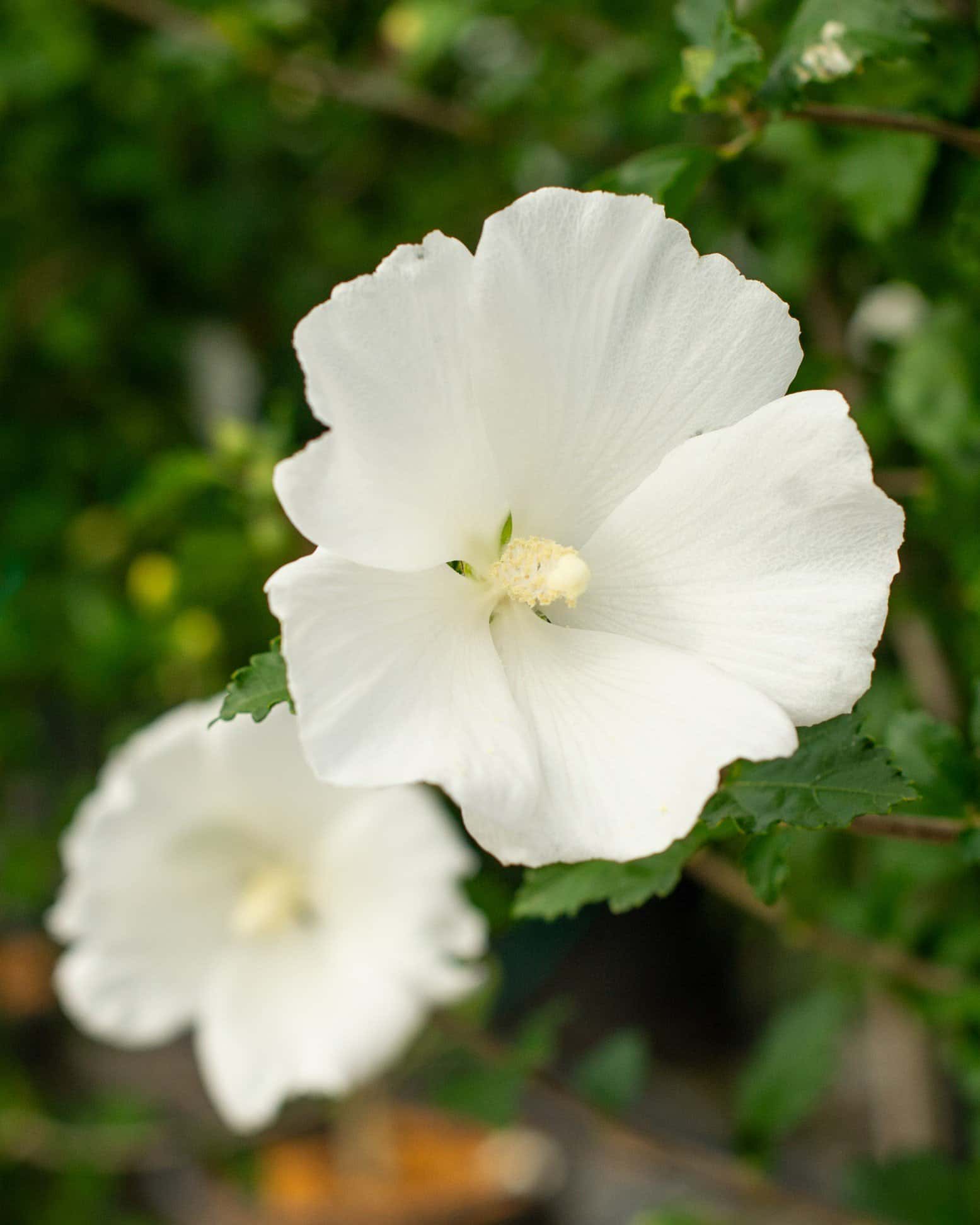 Diana Althea Tree Form - Image 6