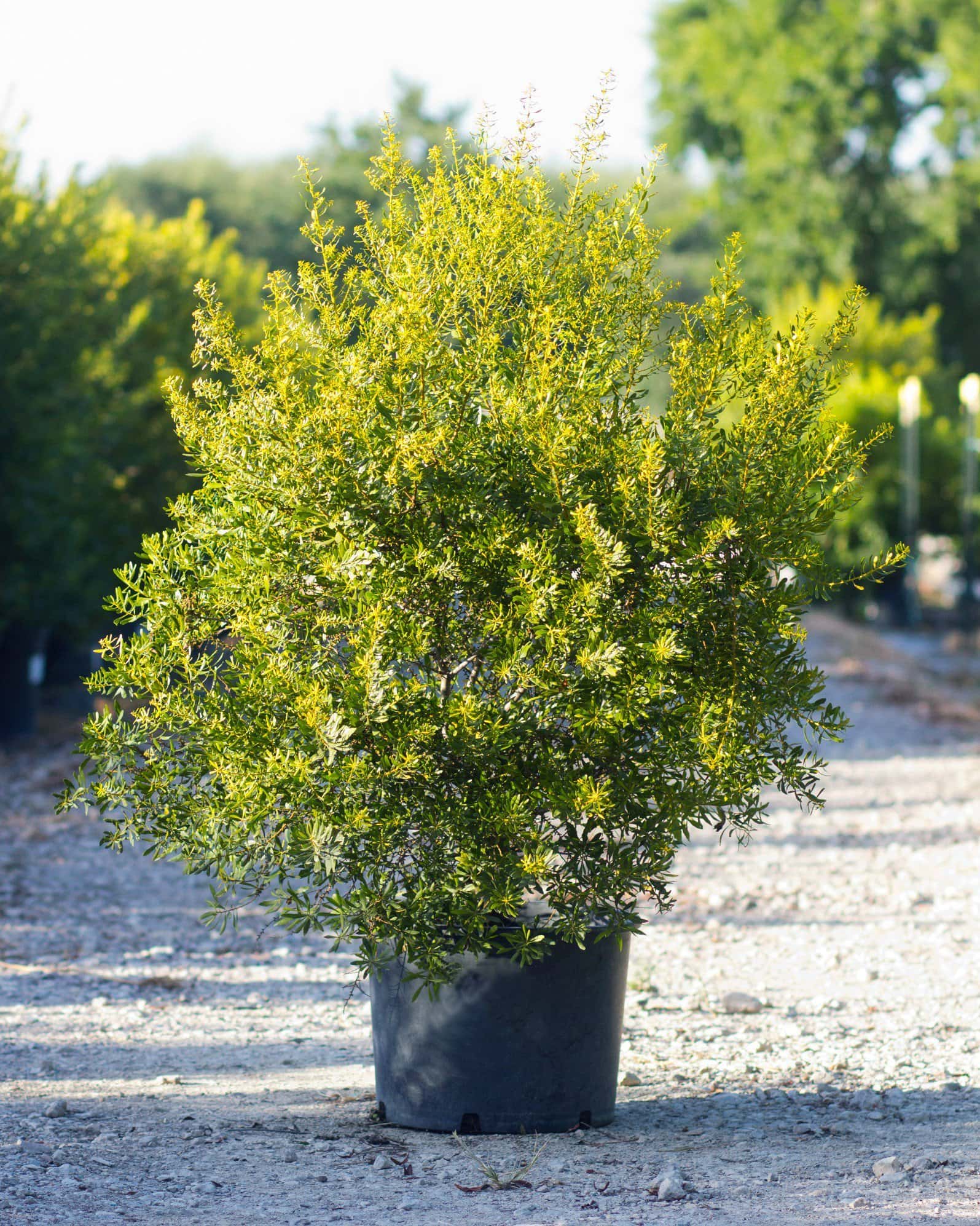 Don's Dwarf Wax Myrtle - Main Image