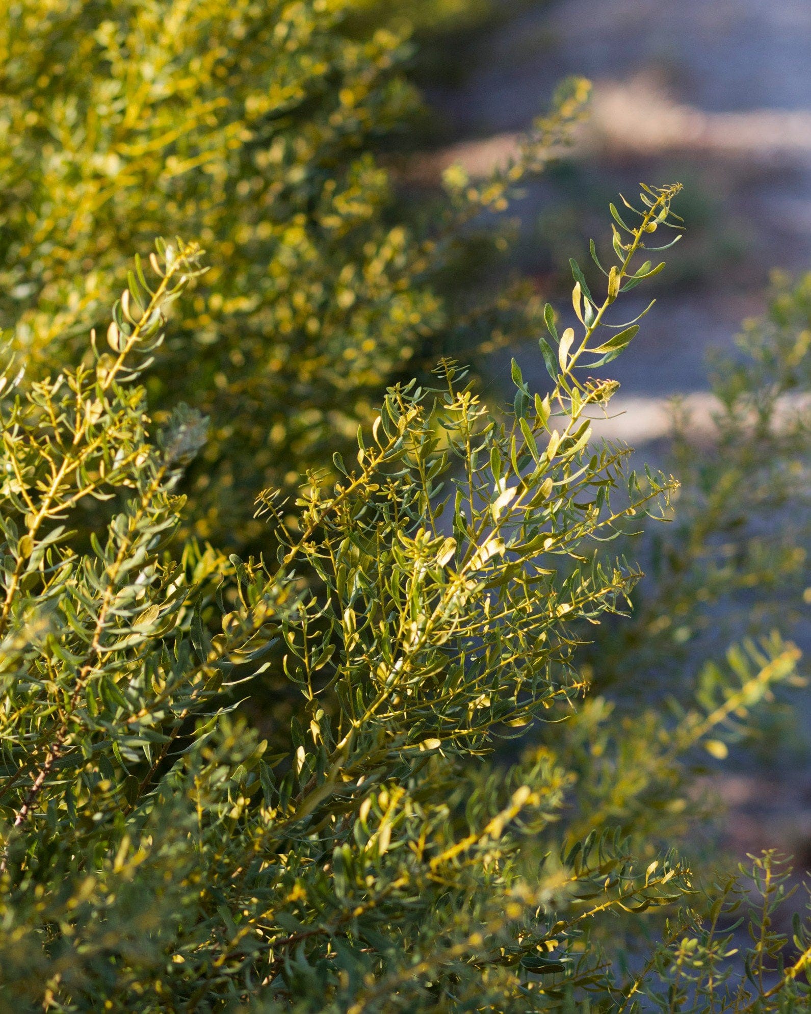 Don's Dwarf Wax Myrtle - view 2
