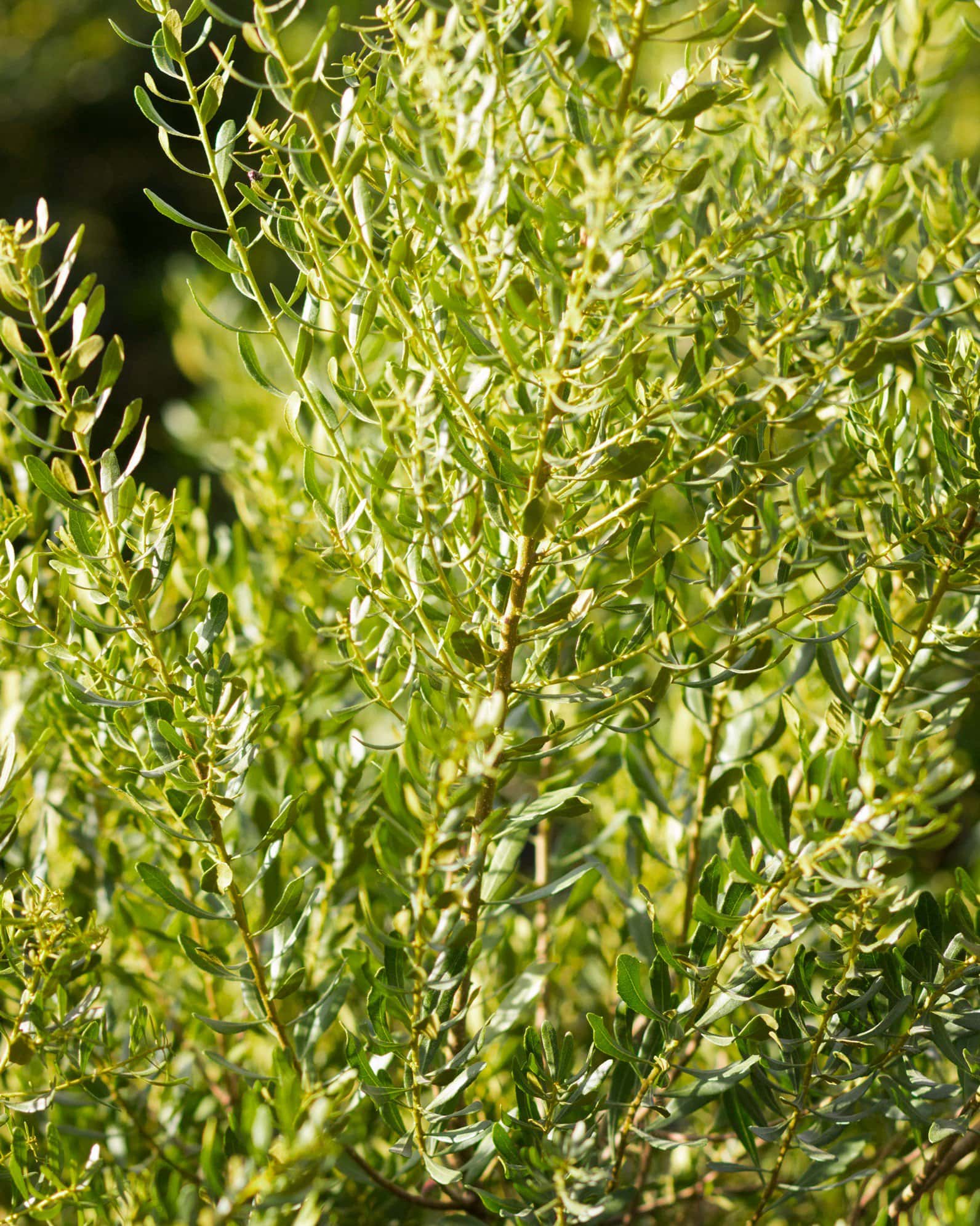 Don's Dwarf Wax Myrtle - Image 2