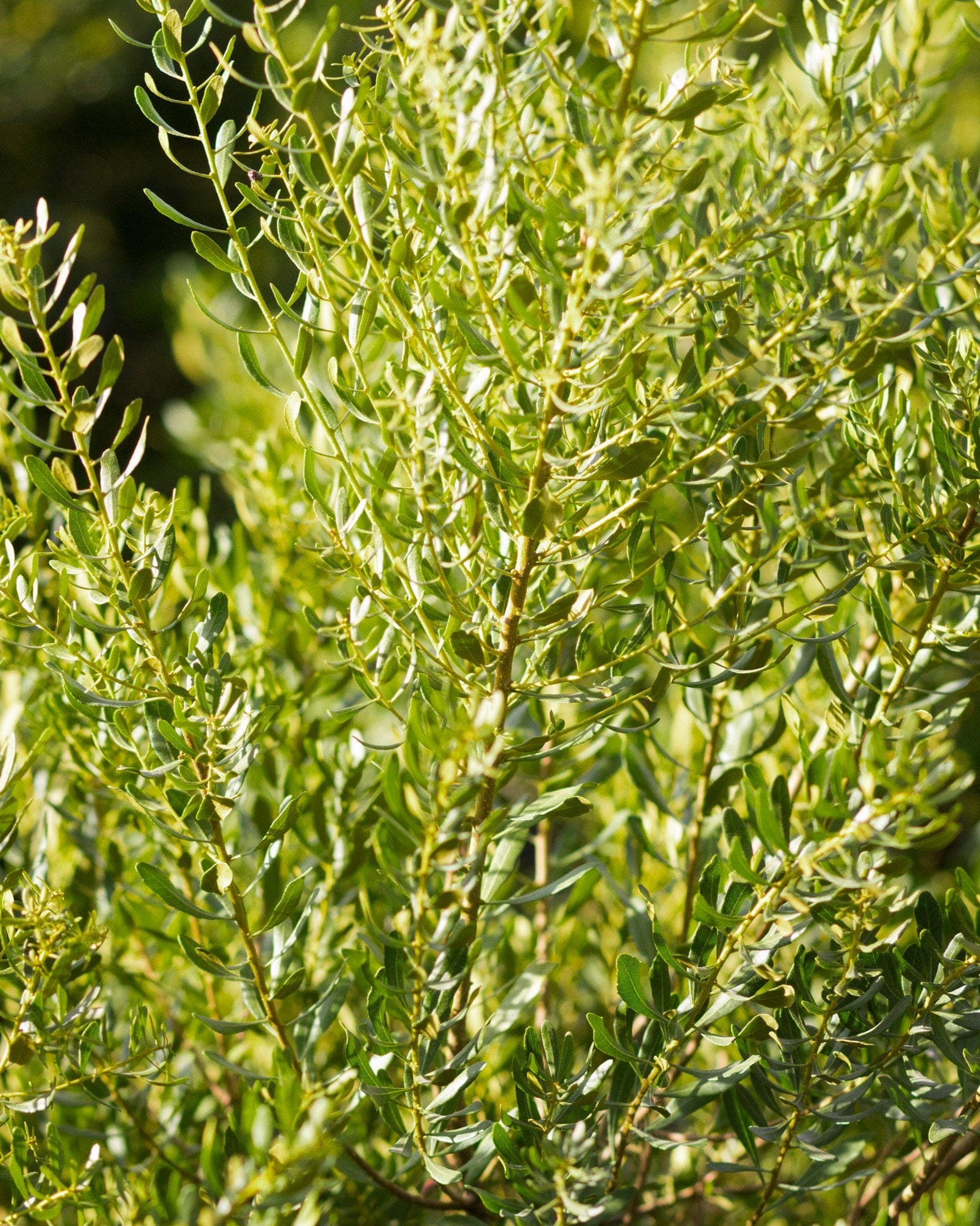 Don's Dwarf Wax Myrtle - view 3