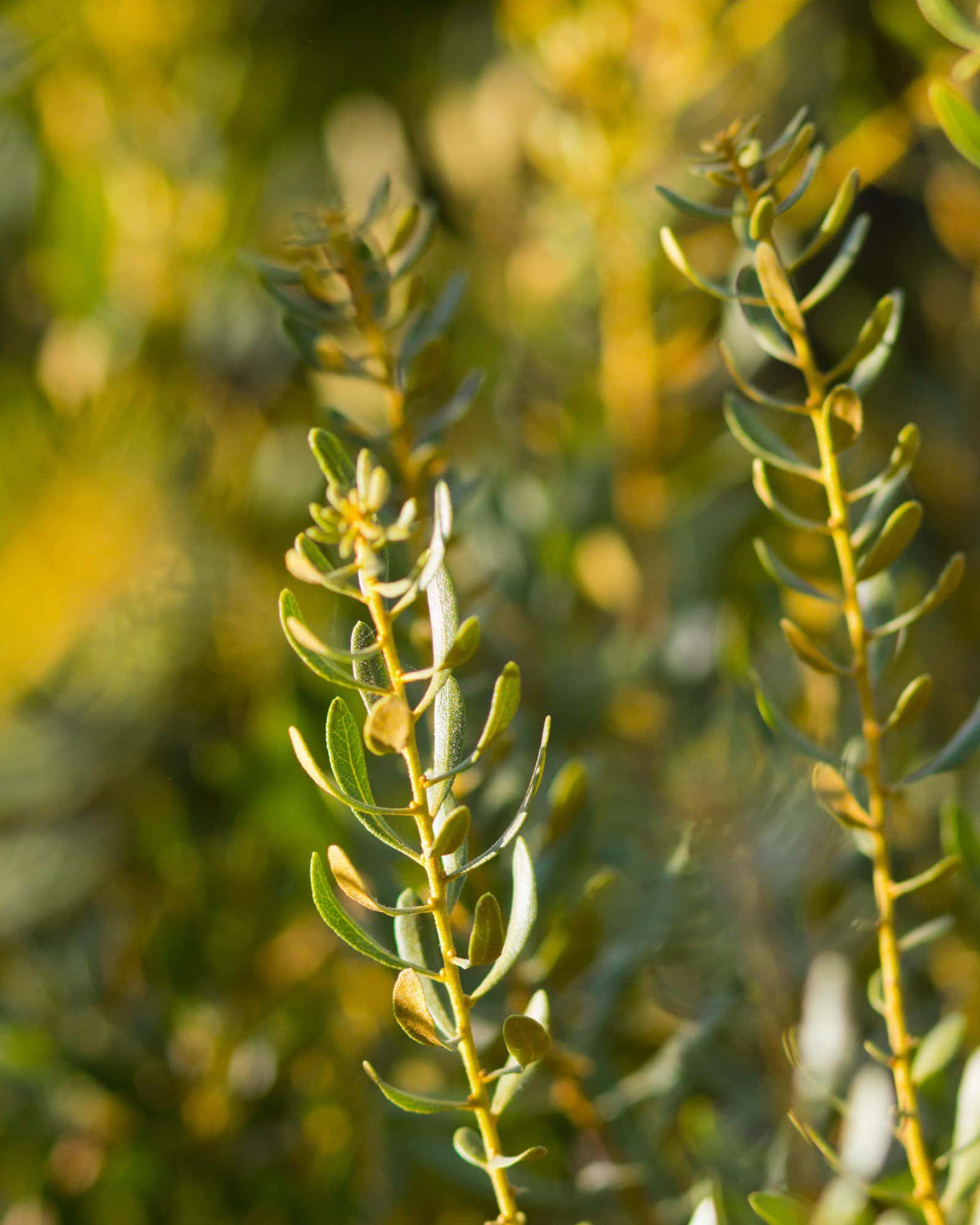 Don's Dwarf Wax Myrtle - Image 3