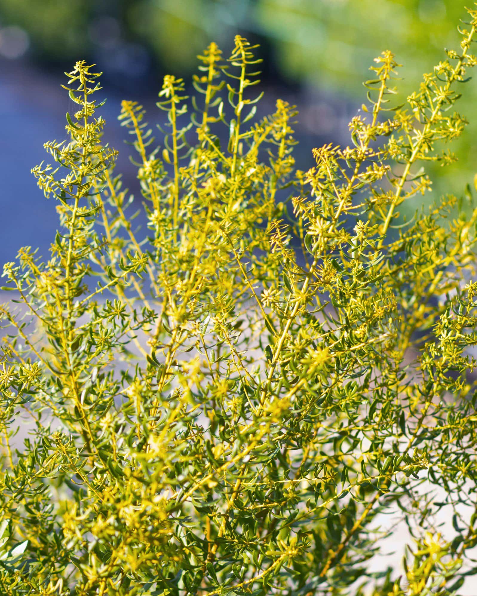 Don's Dwarf Wax Myrtle - Image 4