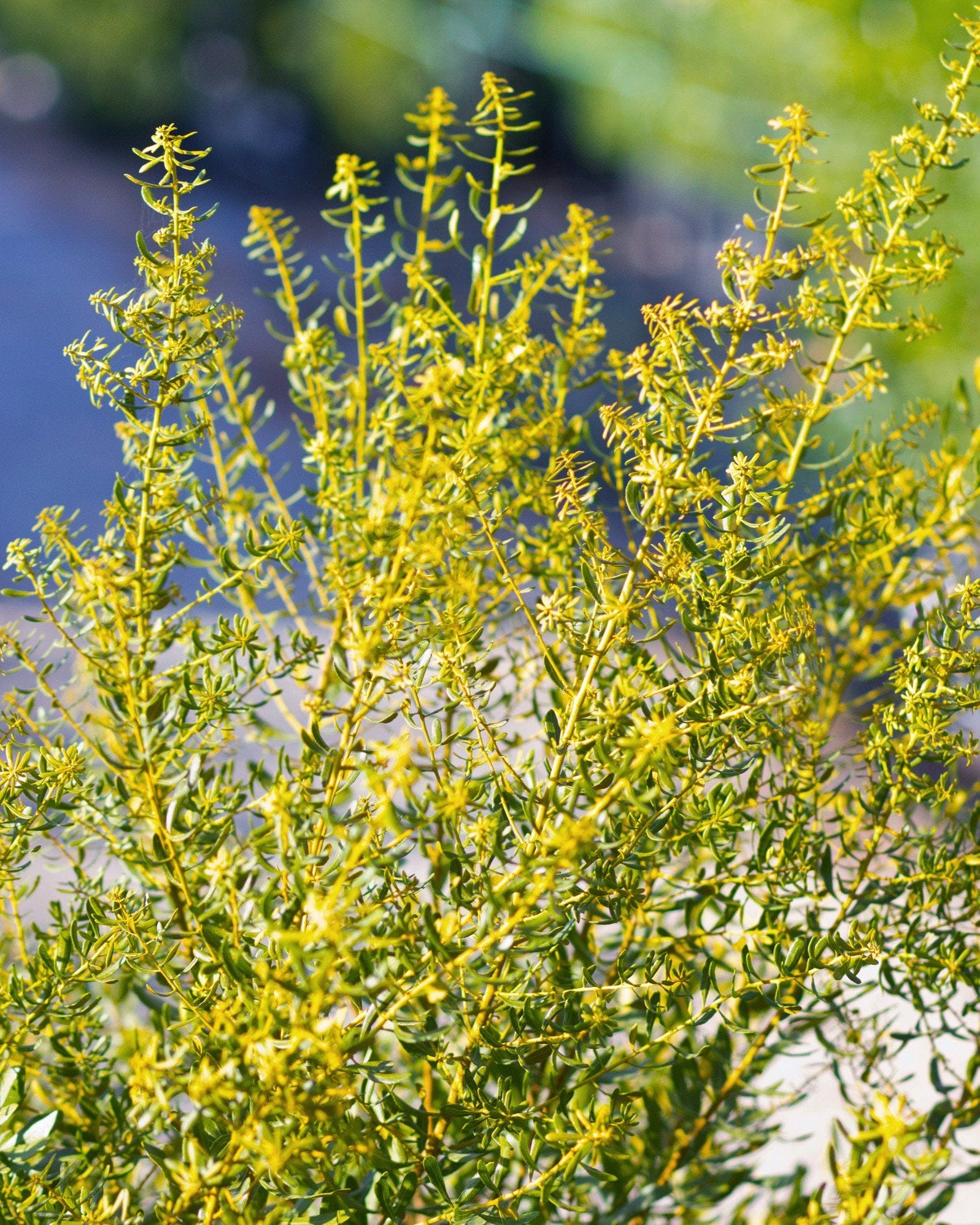 Don's Dwarf Wax Myrtle - view 5