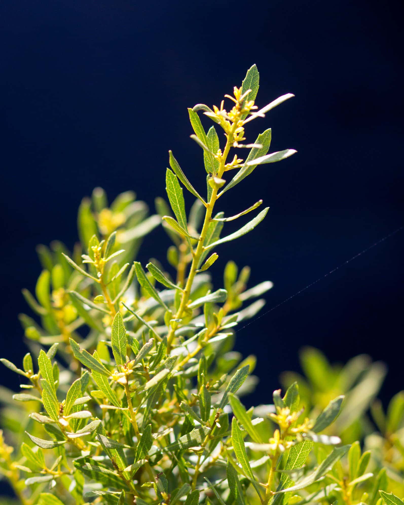 Don's Dwarf Wax Myrtle - Image 5