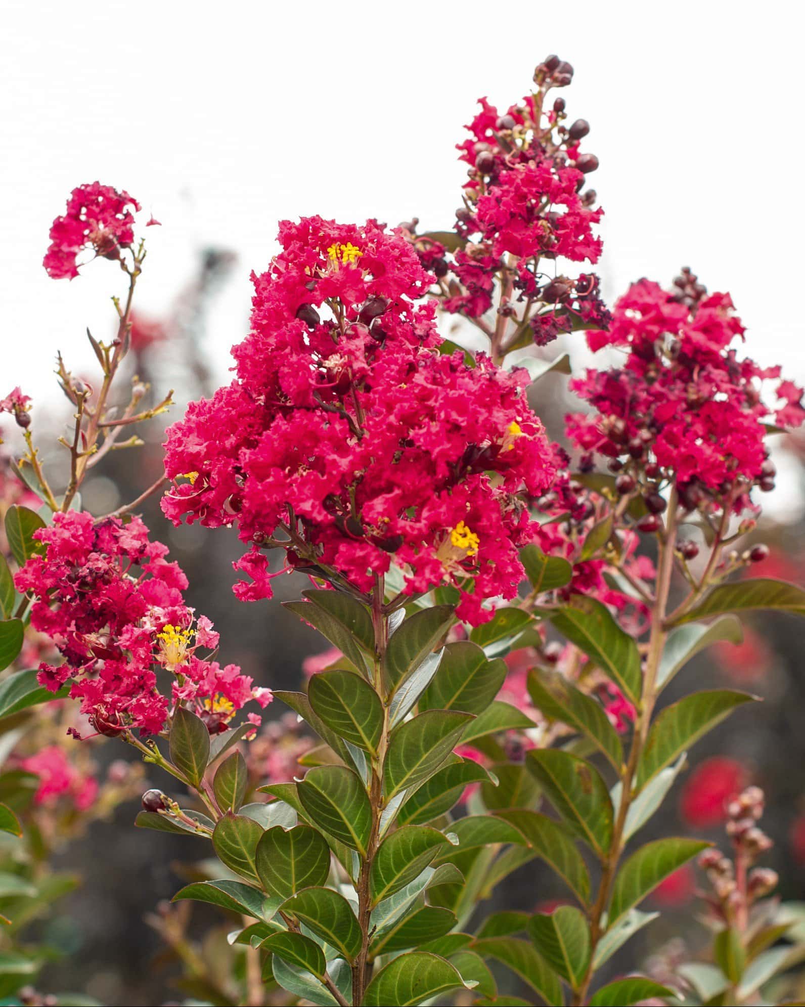 Double Feature Crape Myrtle - Main Image