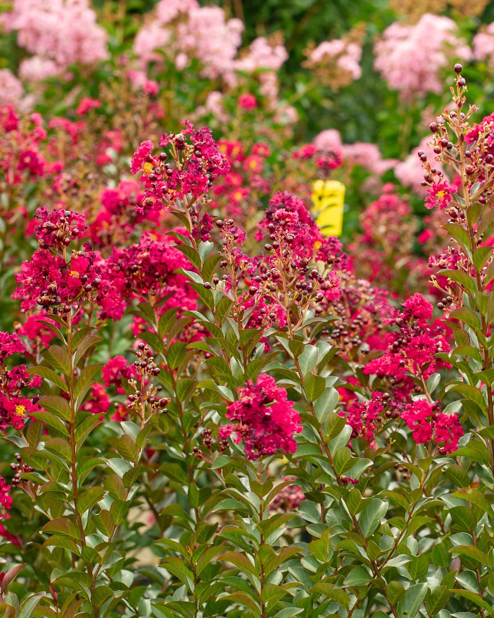 Double Feature Crape Myrtle - Image 1