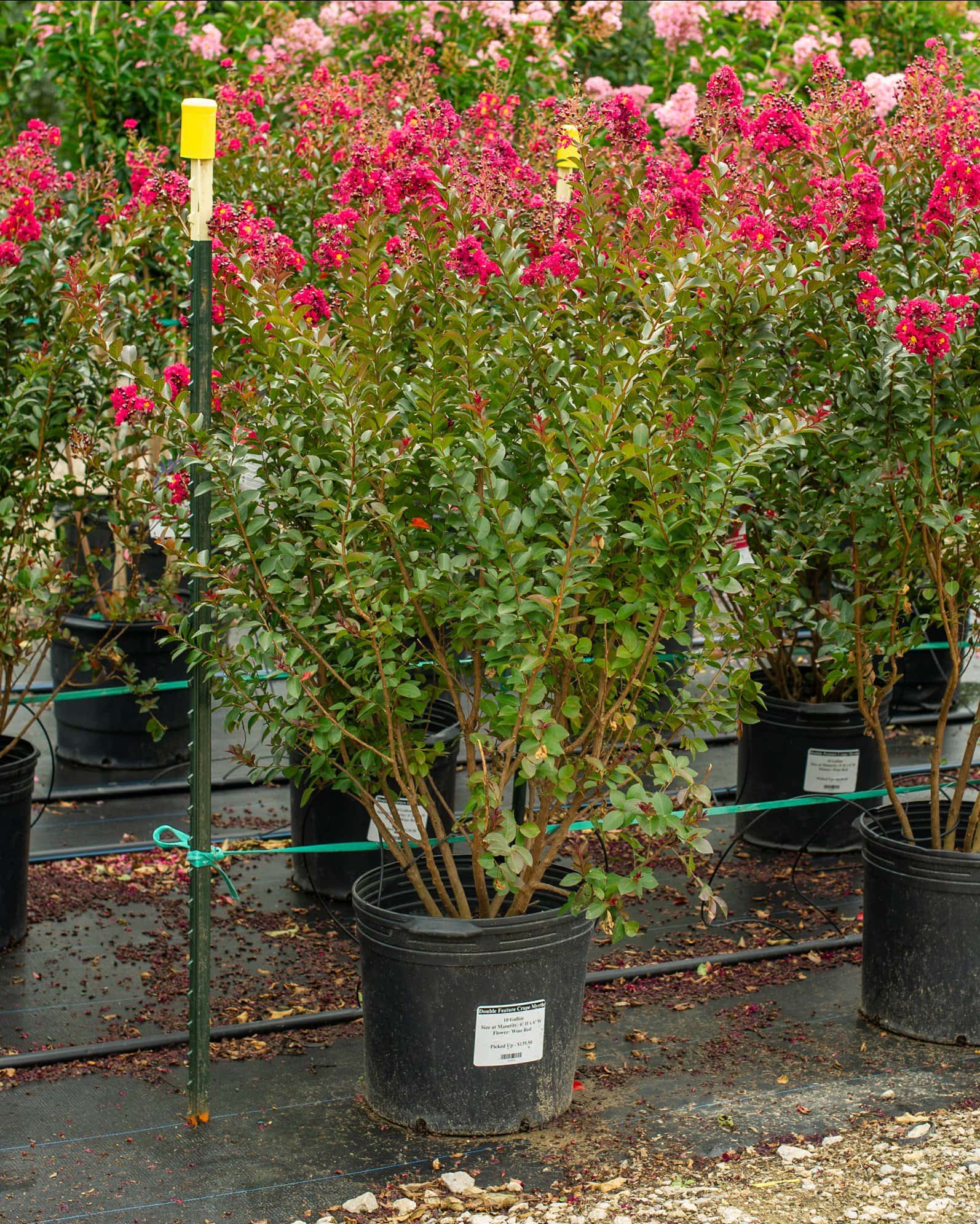 Double Feature Crape Myrtle - Image 2