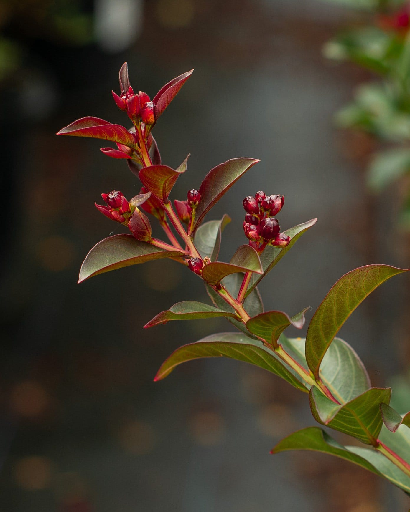 Double Feature Crape Myrtle - view 2