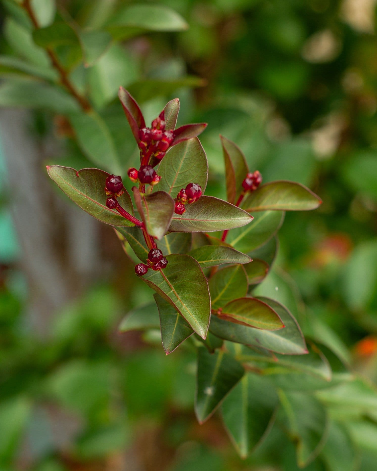 Double Feature Crape Myrtle - view 3