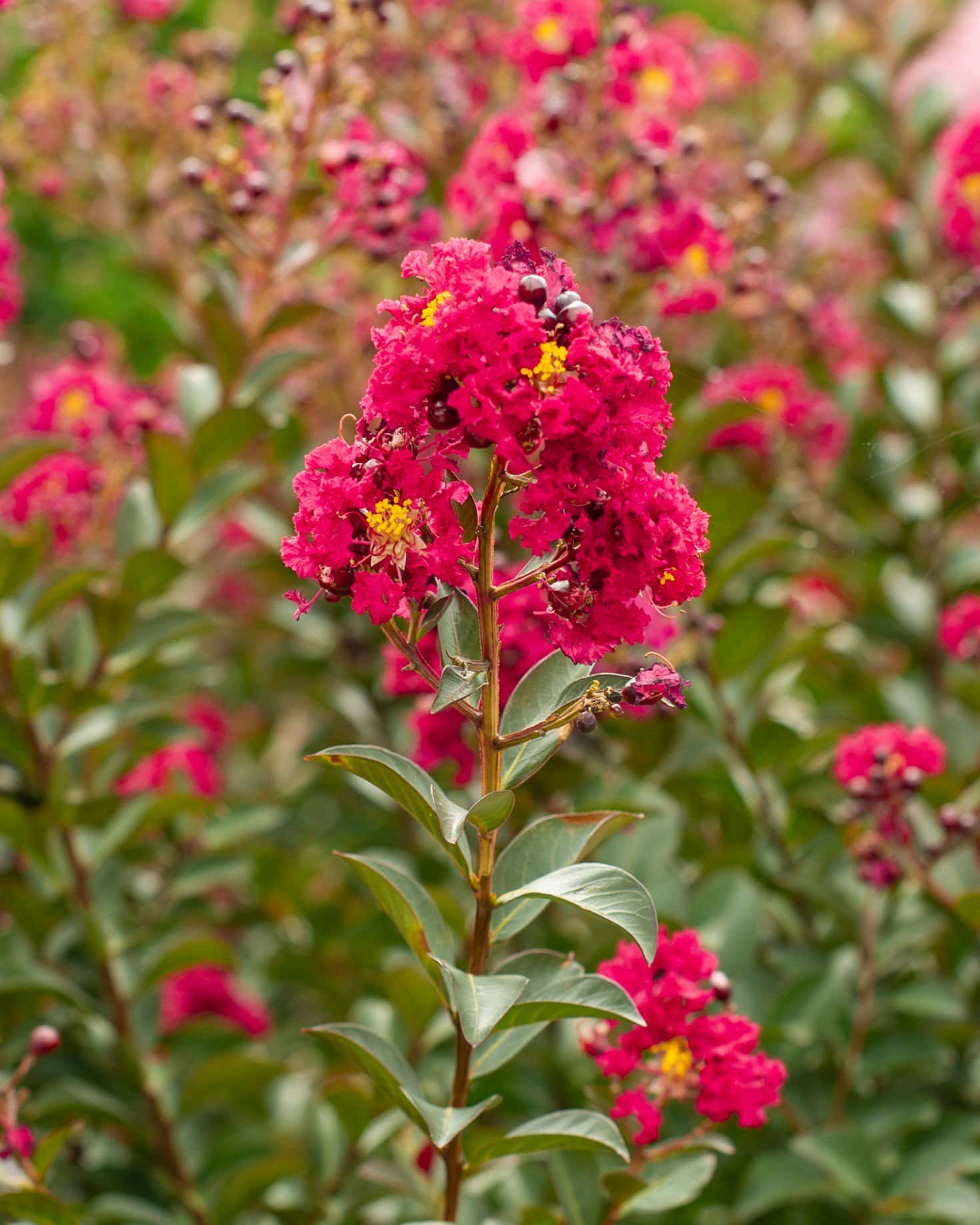 Double Feature Crape Myrtle - Image 5