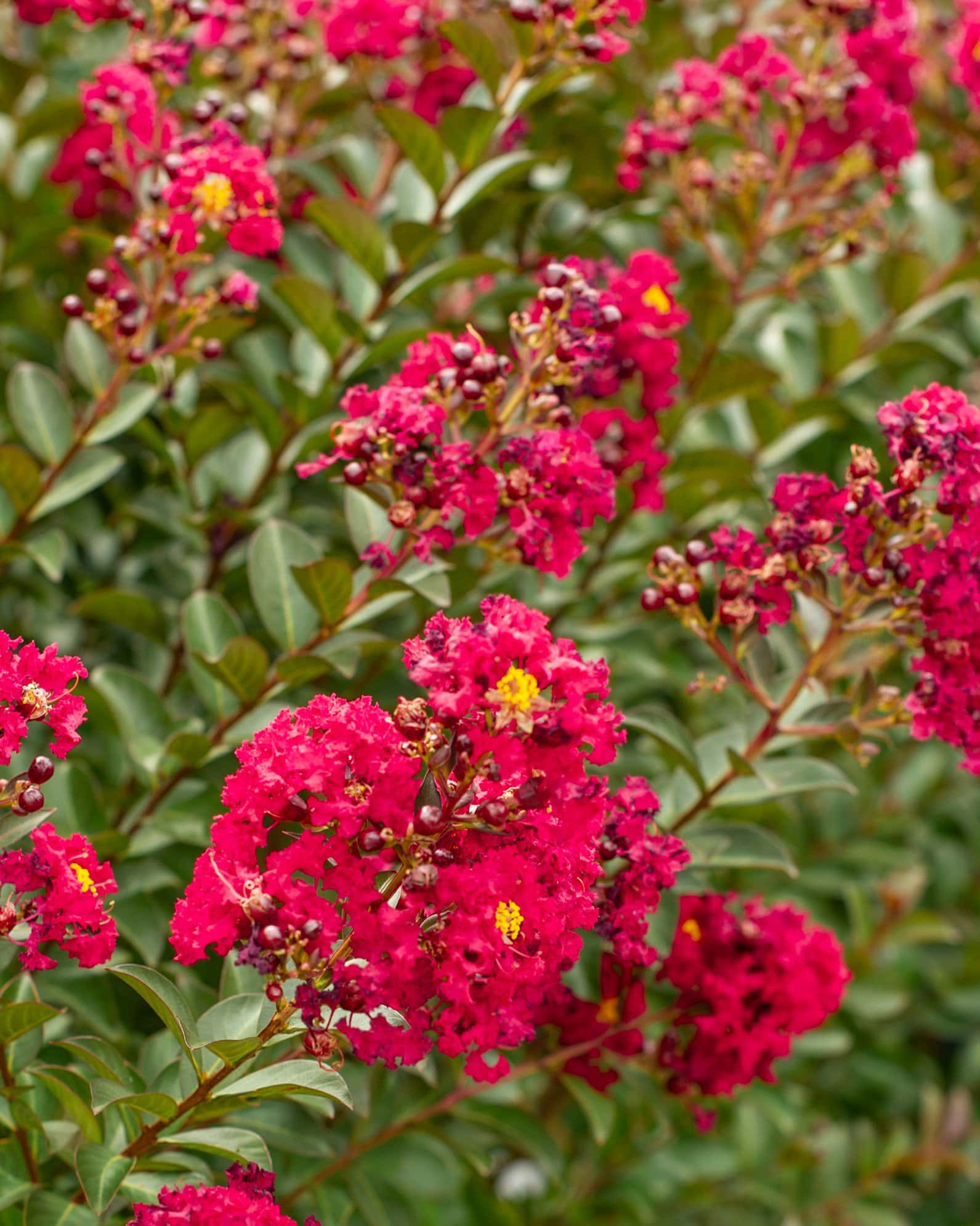 Double Feature Crape Myrtle - Image 6