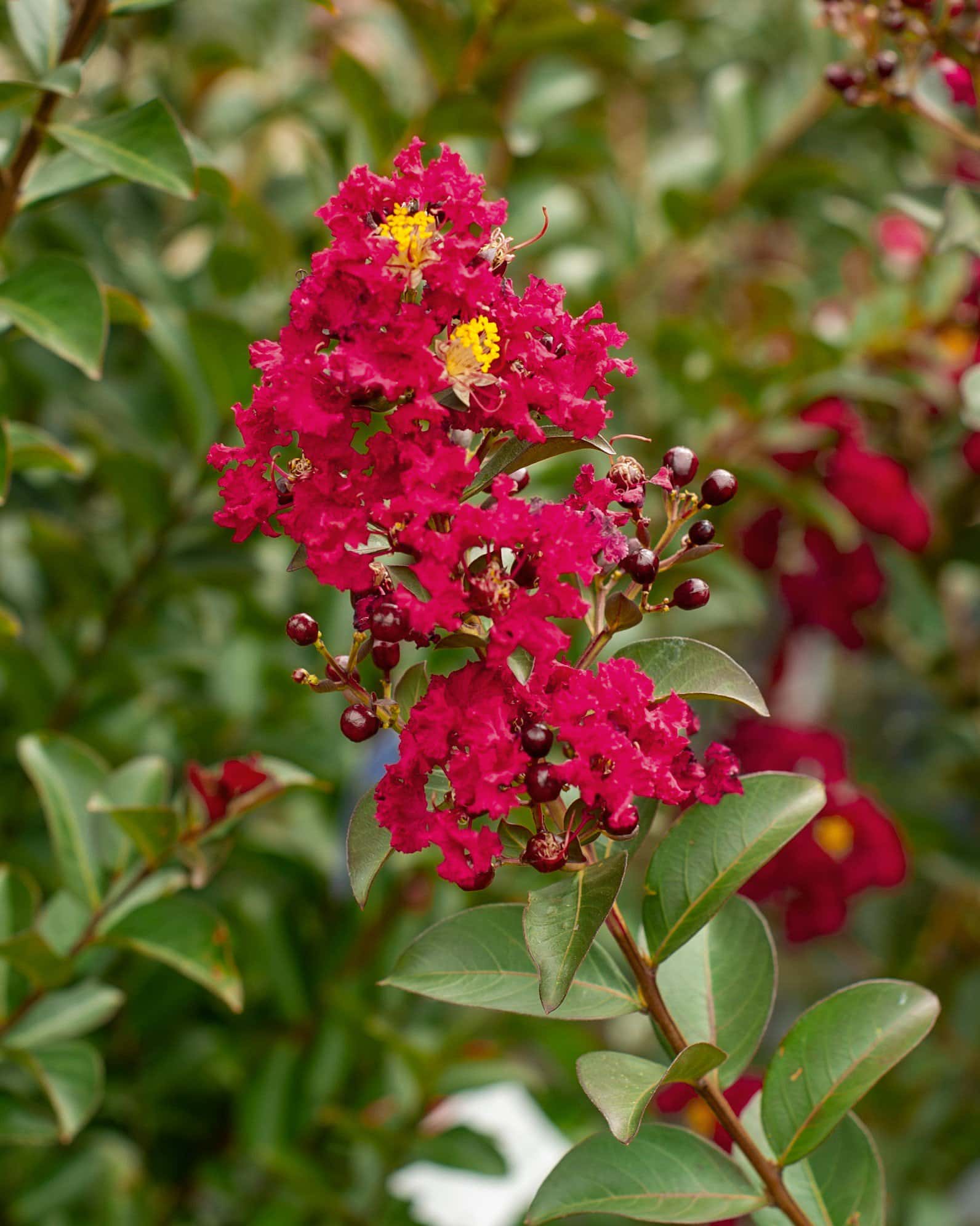 Double Feature Crape Myrtle - Image 7
