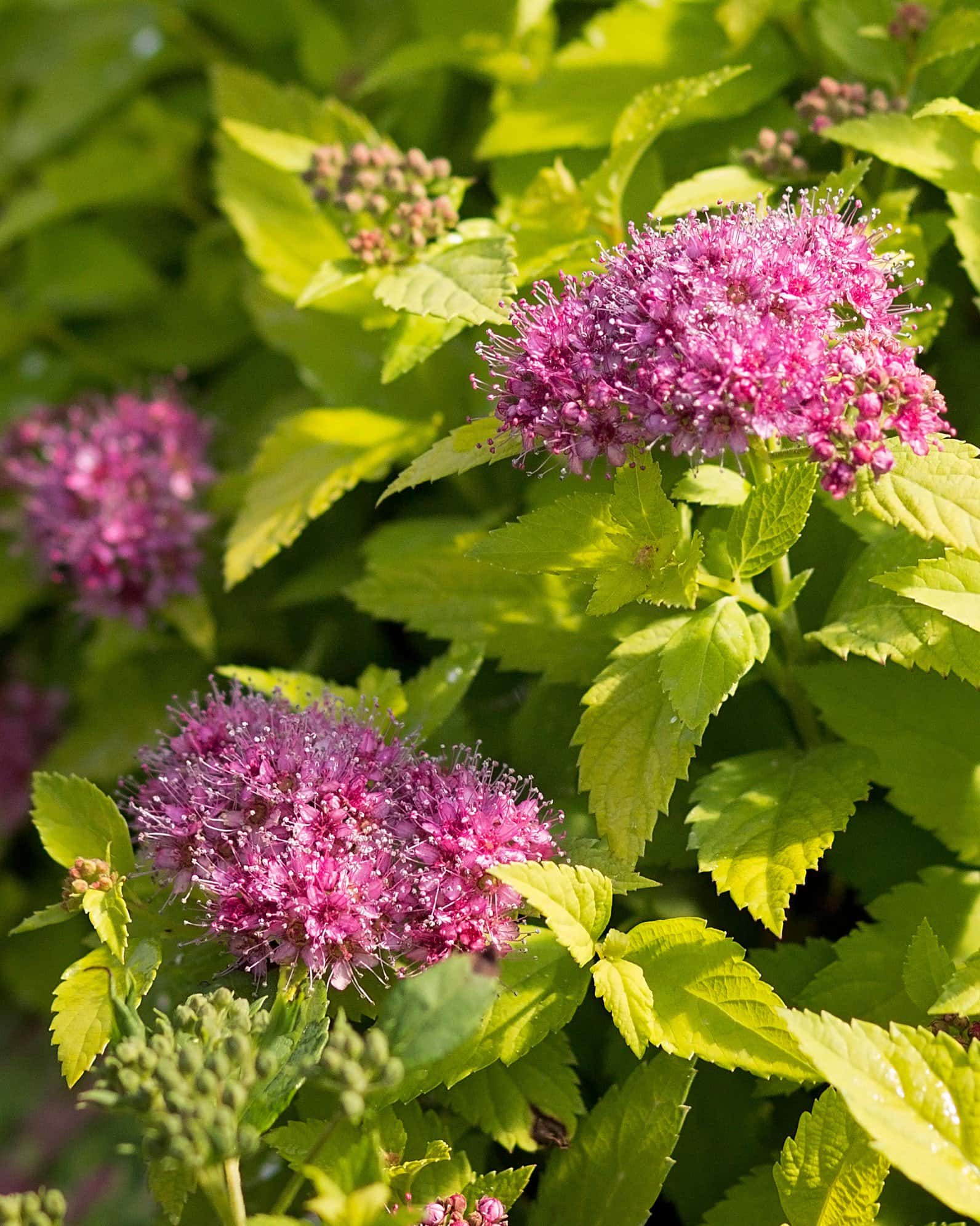 Double Play Candy Corn Spirea - Main Image