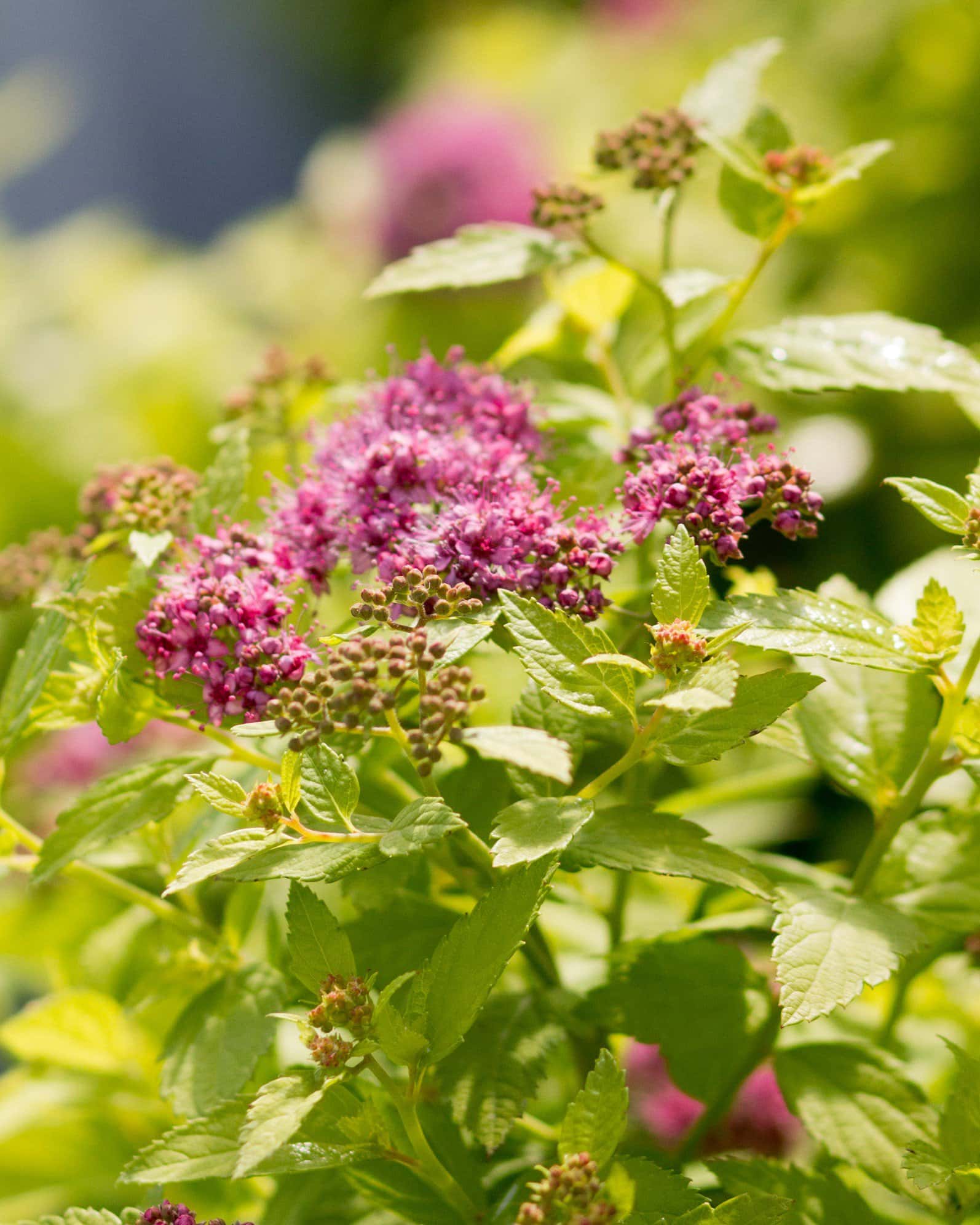 Double Play Candy Corn Spirea - Image 1