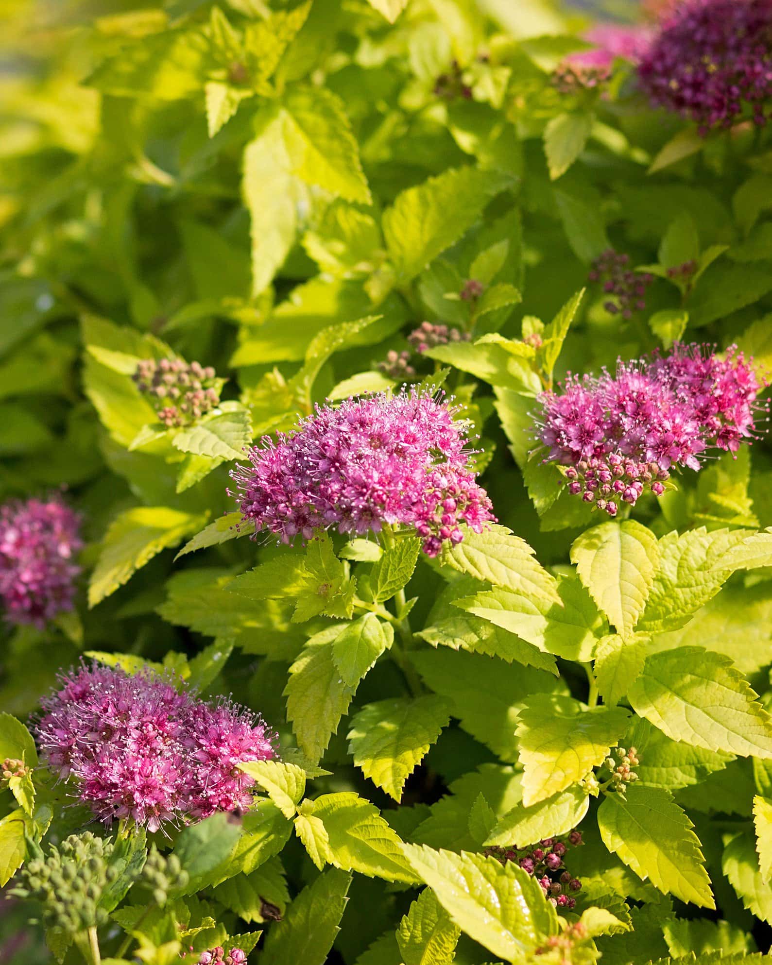 Double Play Candy Corn Spirea - Image 2