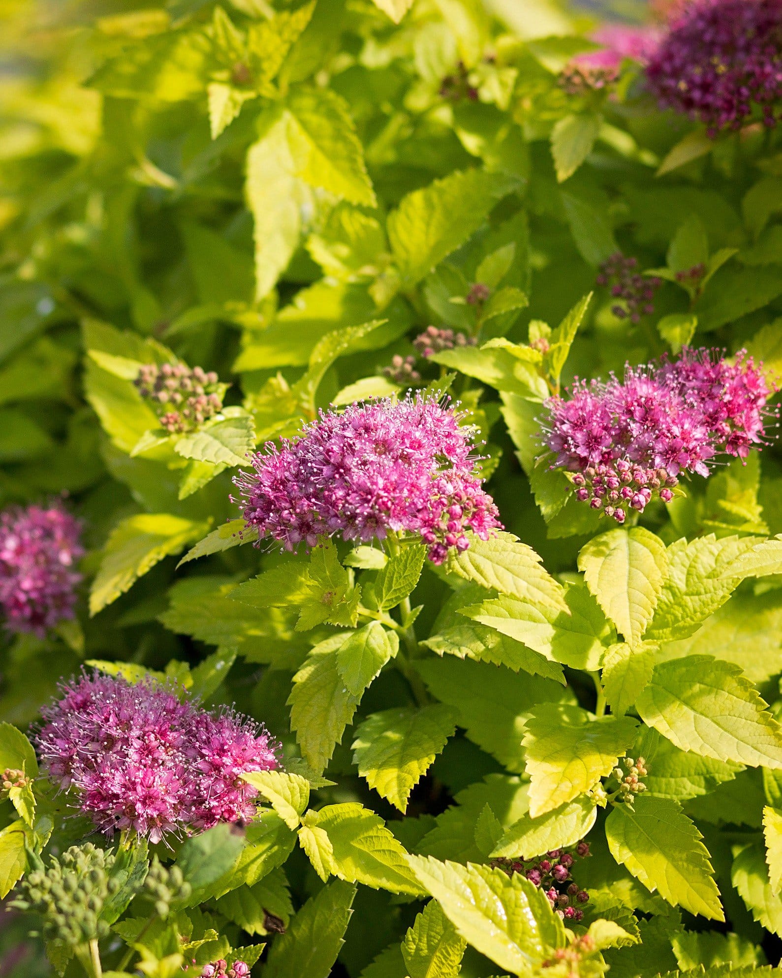 Double Play Candy Corn Spirea - view 3