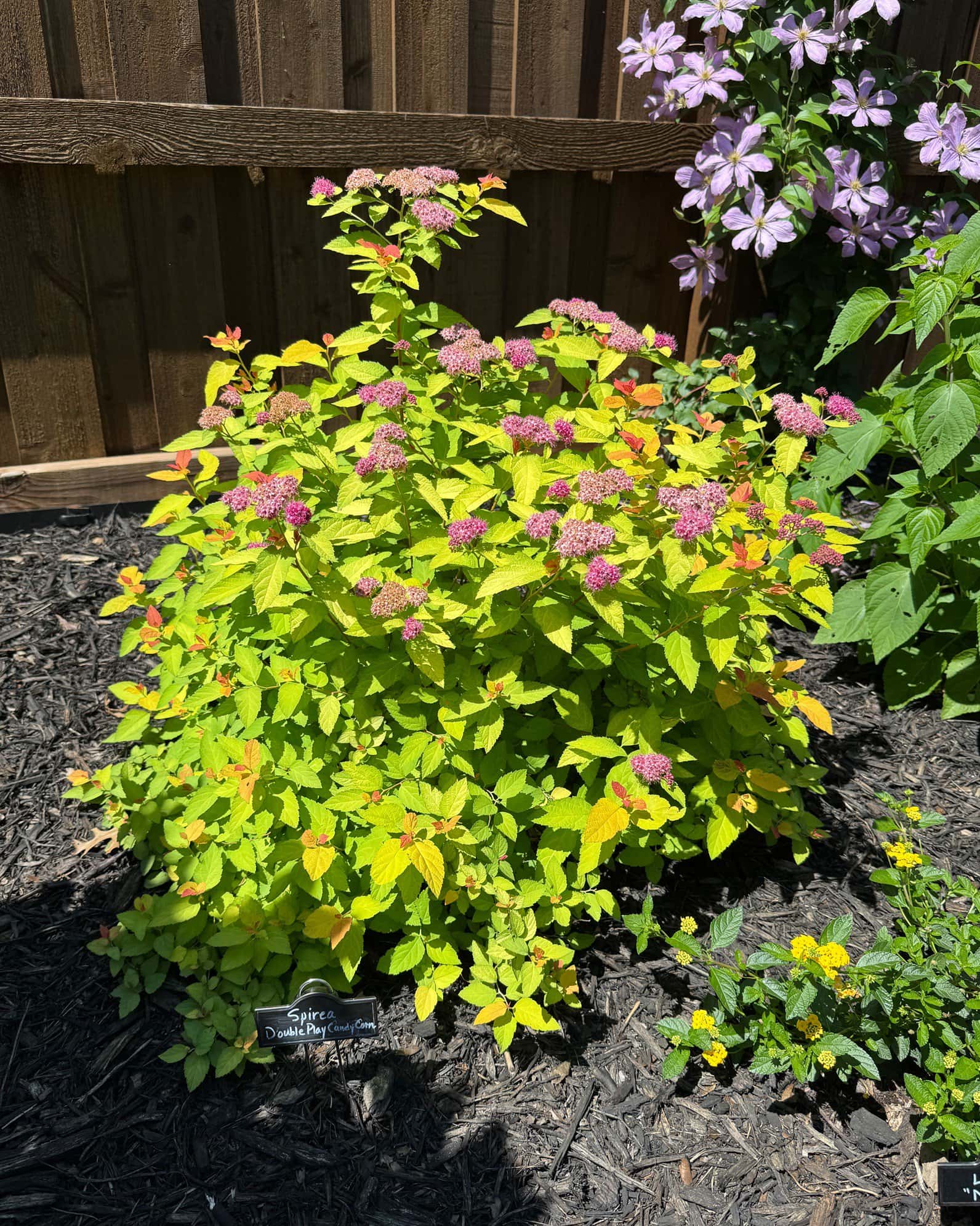Double Play Candy Corn Spirea - Image 3