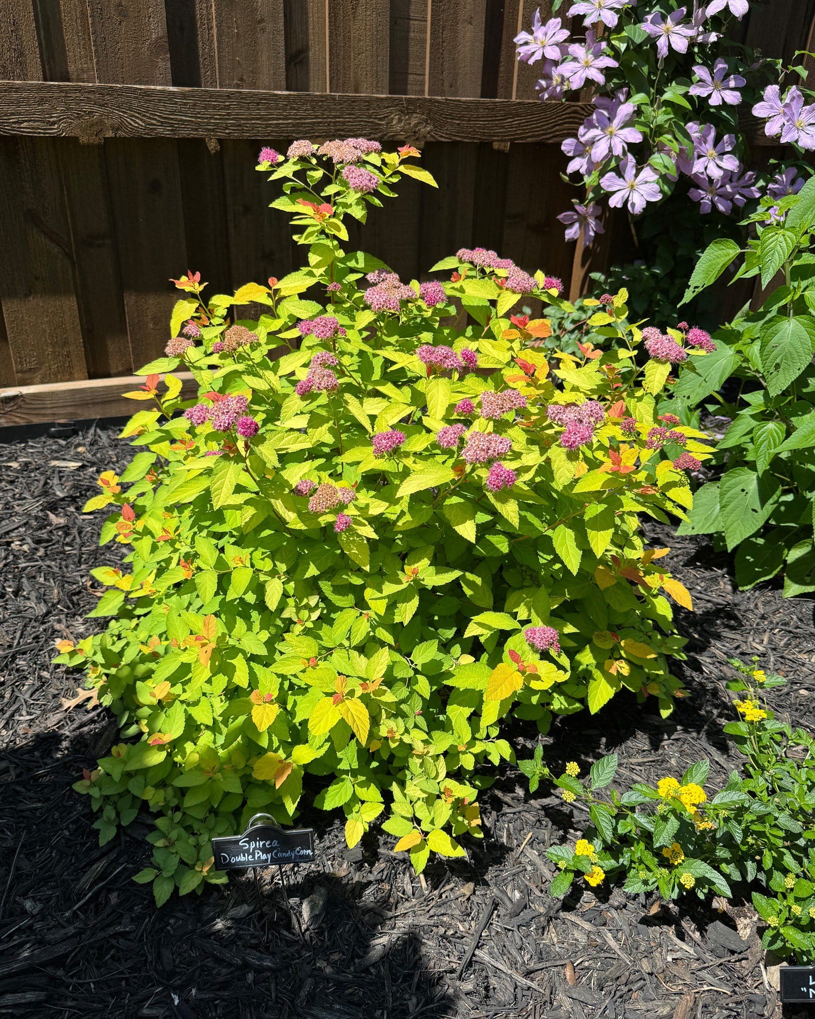 Double Play Candy Corn Spirea - view 4