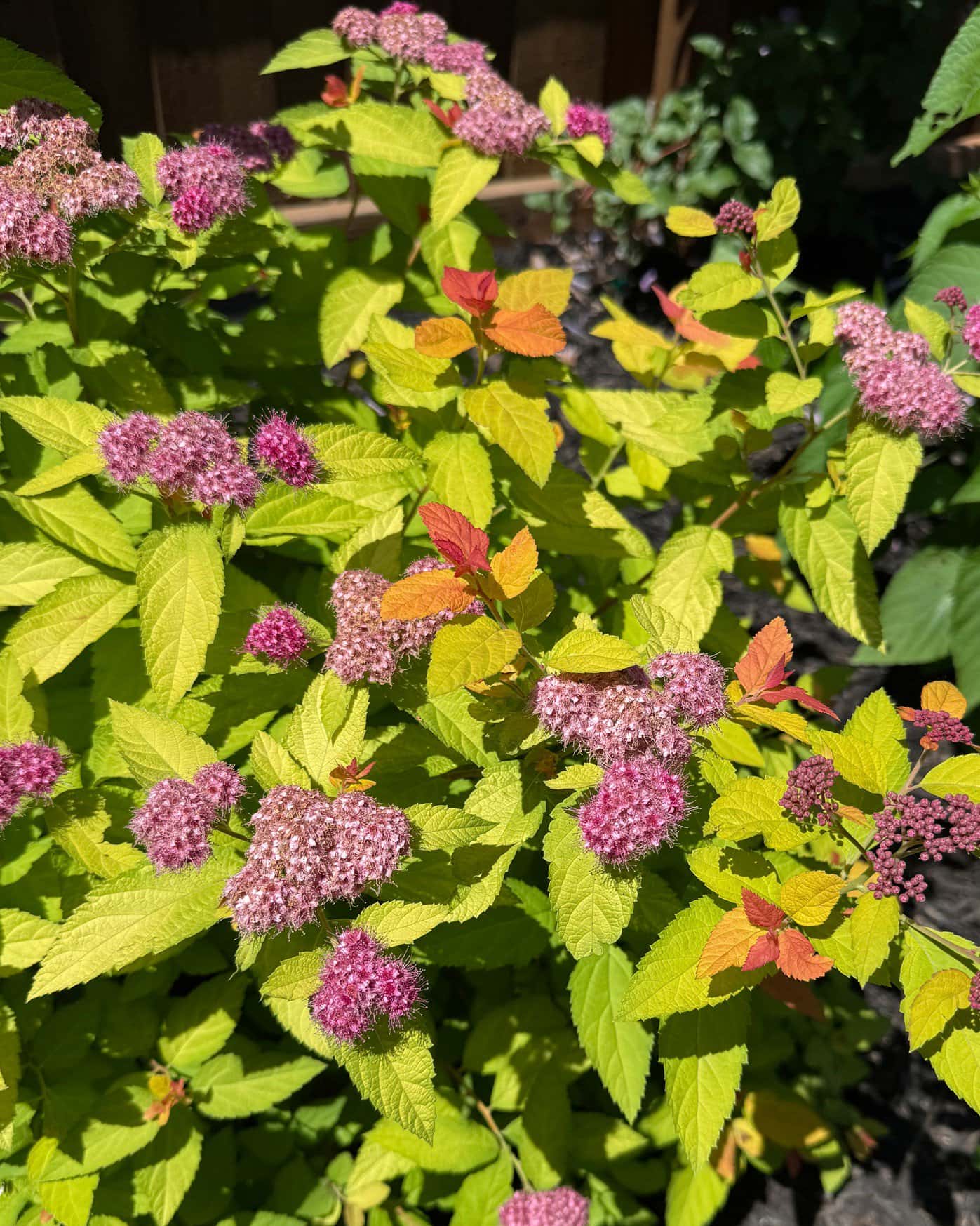 Double Play Candy Corn Spirea - Image 4