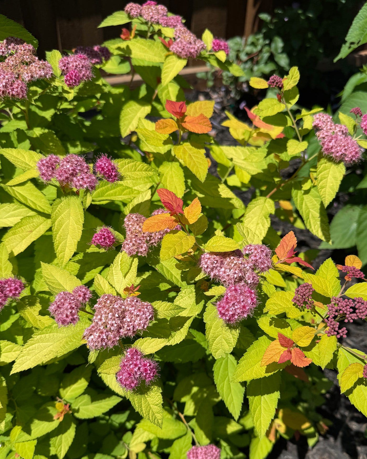 Double Play Candy Corn Spirea - view 5