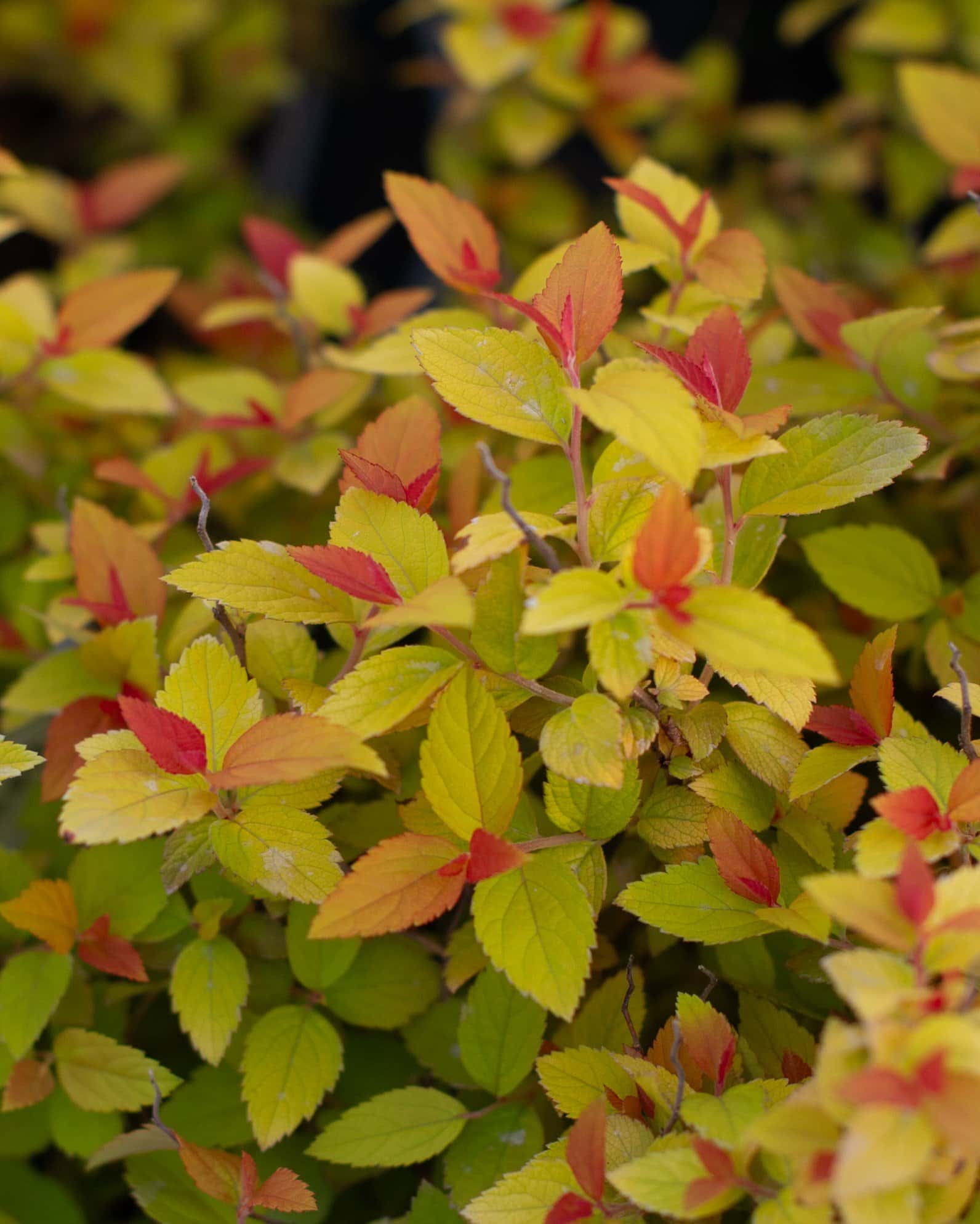 Double Play Candy Corn Spirea - Image 5